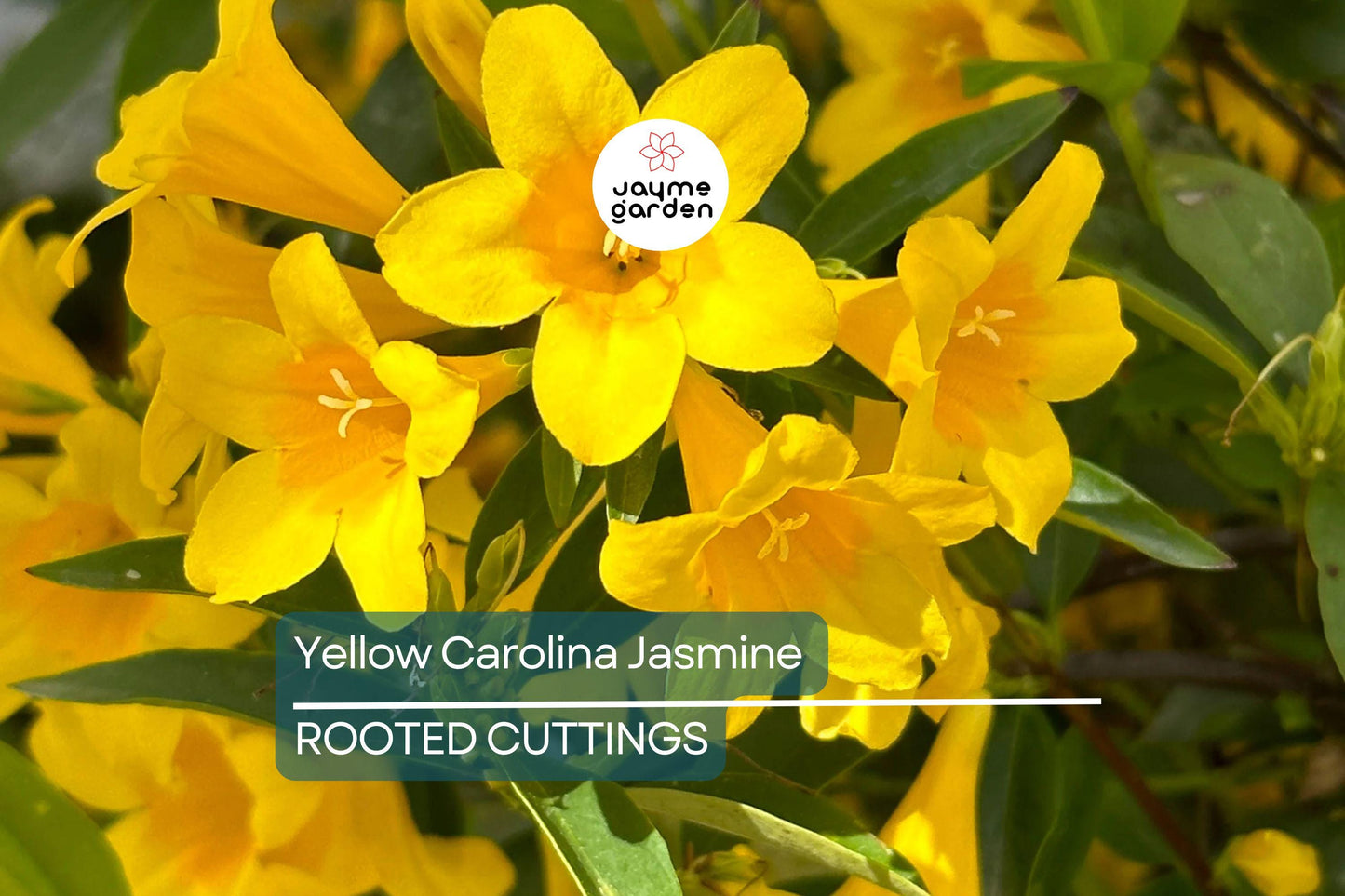 Yellow Carolina Jasmine Live Plants (6) - 8-10" Rooted Vines, Climbing Flowering Vine