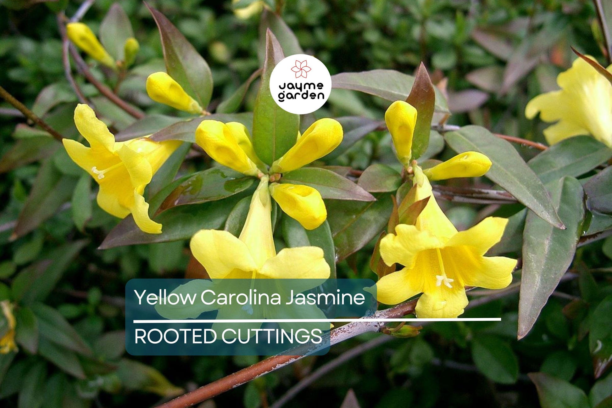 Yellow Carolina Jasmine Live Plants (6) - 8-10" Rooted Vines, Climbing Flowering Vine