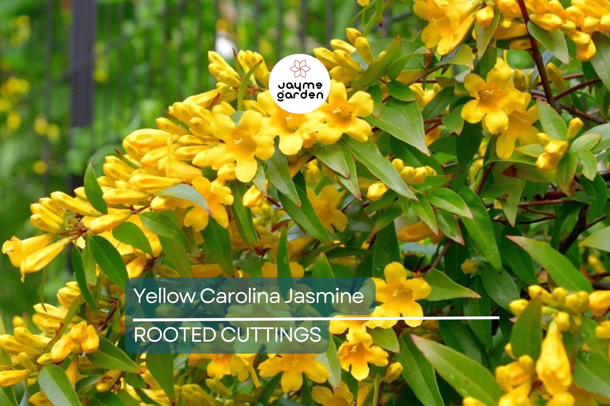 Yellow Carolina Jasmine Live Plants (6) - 8-10" Rooted Vines, Climbing Flowering Vine
