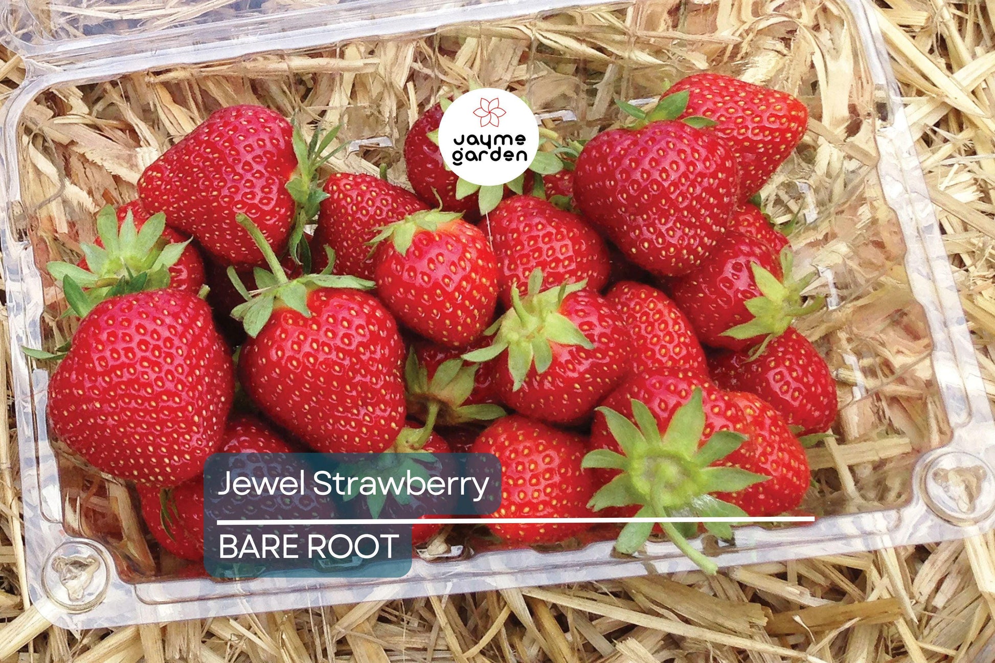 Jewel Strawberry Plants – Bare Root, Delicious Sweet Strawberries