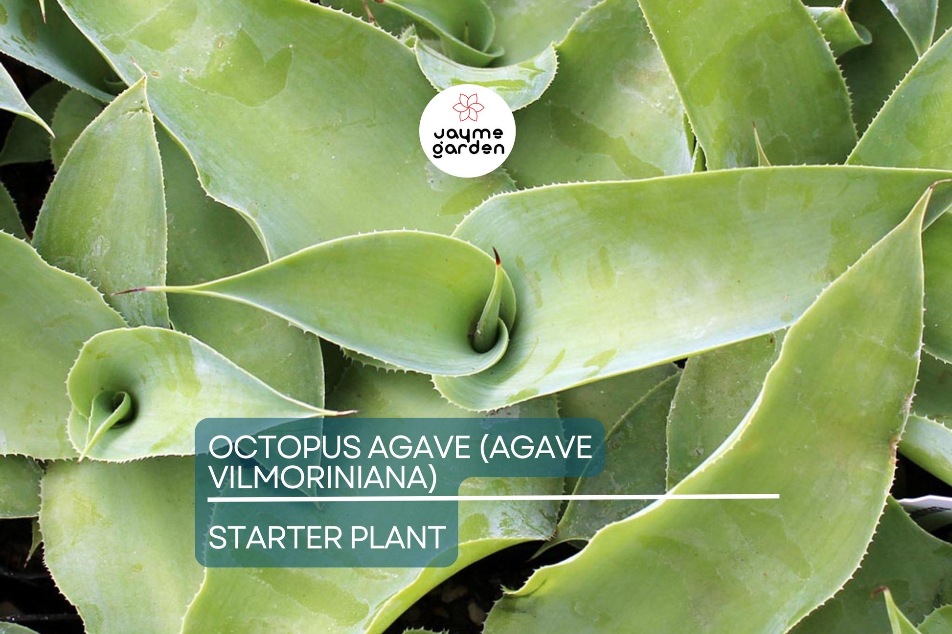 Octopus Agave (Agave Vilmoriniana) | 6-12" Live Succulent Starter | Unique Clumping Growth | Drought-Tolerant | Full Sun Outdoor Plant