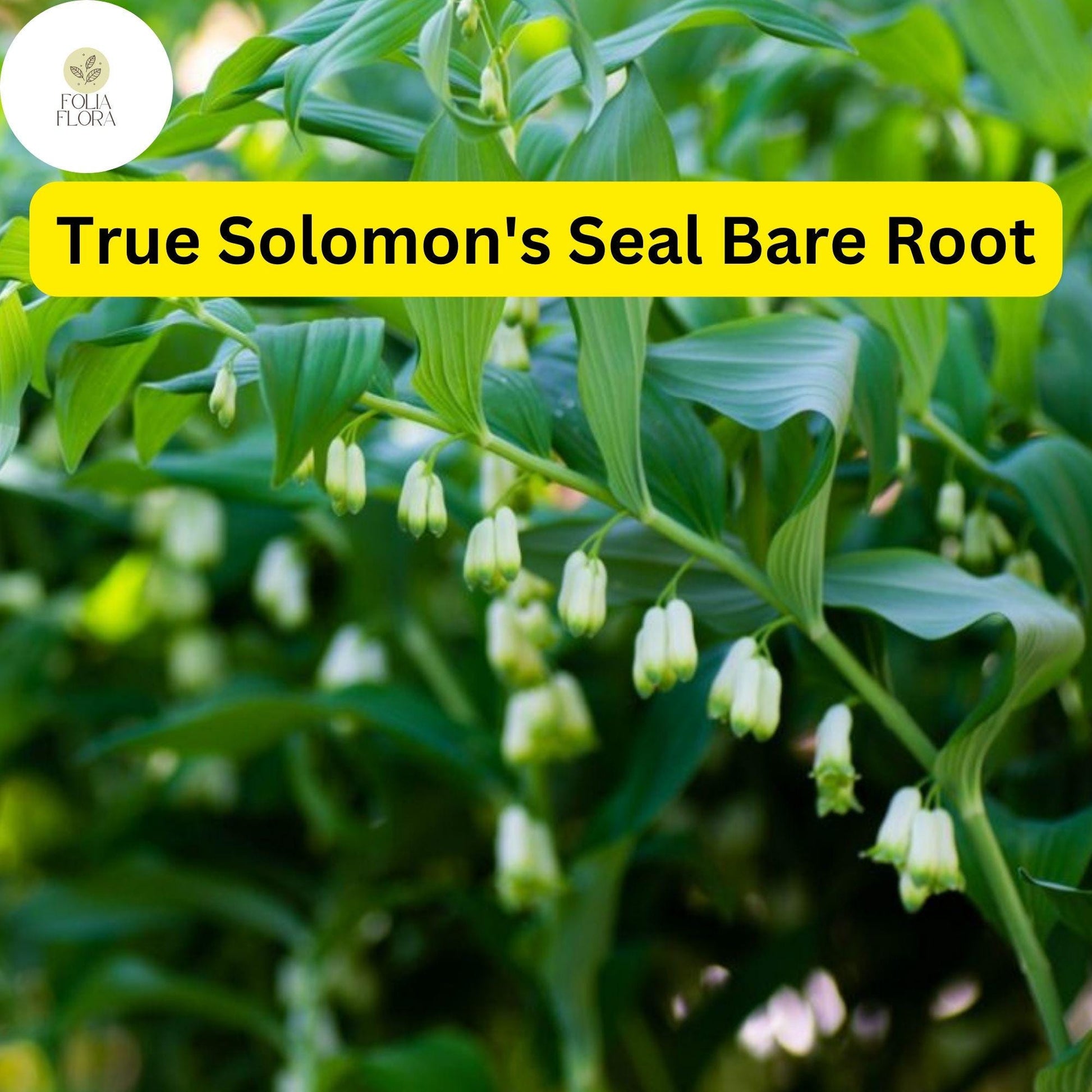 3 True Solomon's Seal Plants, Polygonatum biflorum, Bare Root Perennials, Native Shade-Loving Wildflowers
