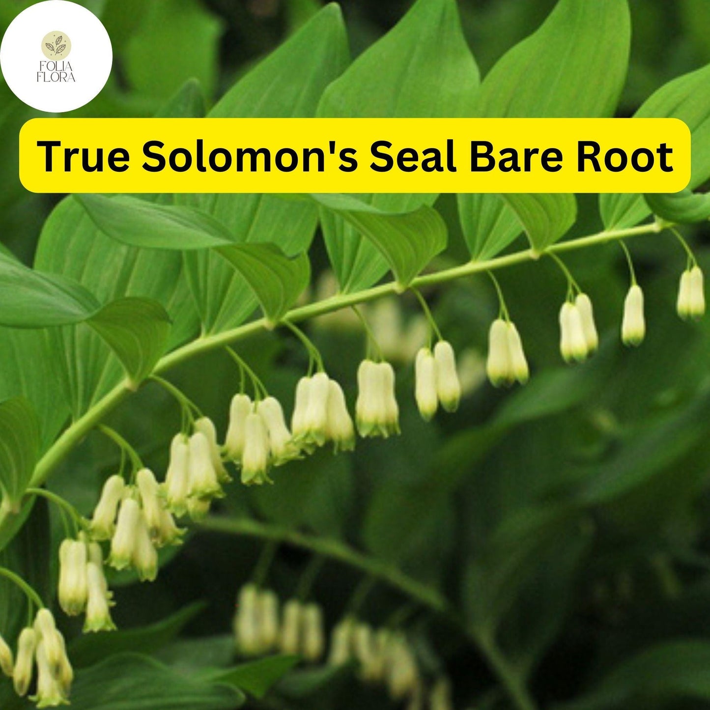 3 True Solomon's Seal Plants, Polygonatum biflorum, Bare Root Perennials, Native Shade-Loving Wildflowers