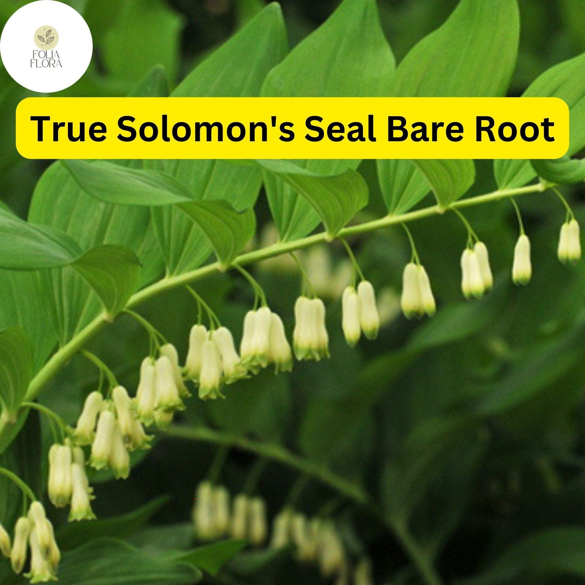 3 True Solomon's Seal Plants, Polygonatum biflorum, Bare Root Perennials, Native Shade-Loving Wildflowers