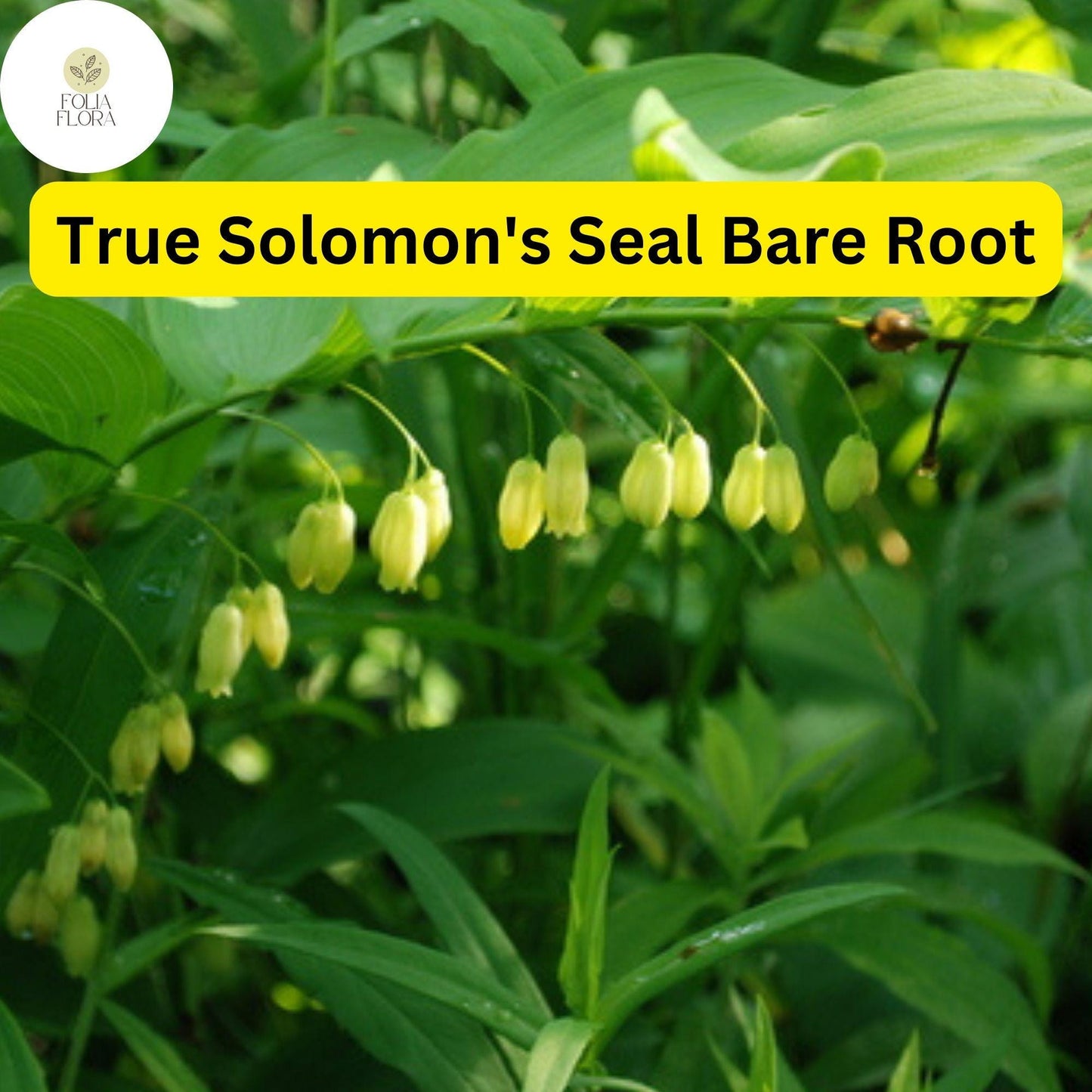 3 True Solomon's Seal Plants, Polygonatum biflorum, Bare Root Perennials, Native Shade-Loving Wildflowers