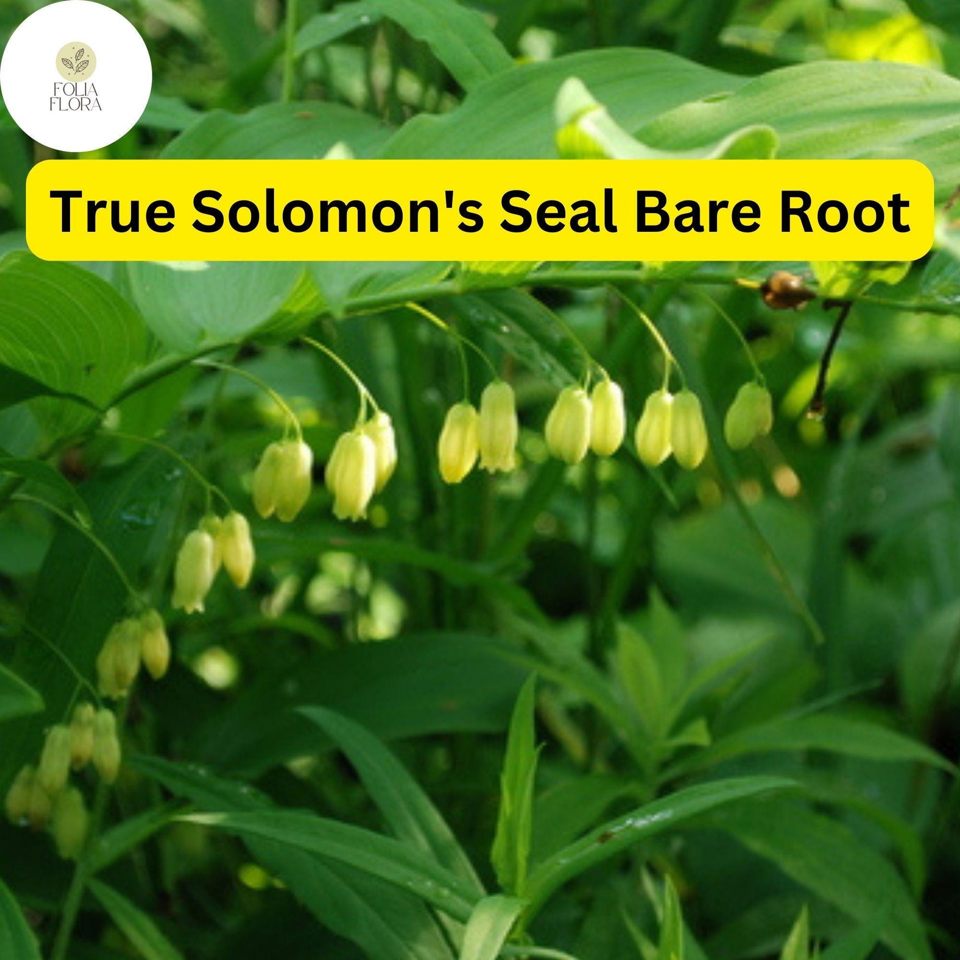 3 True Solomon's Seal Plants, Polygonatum biflorum, Bare Root Perennials, Native Shade-Loving Wildflowers