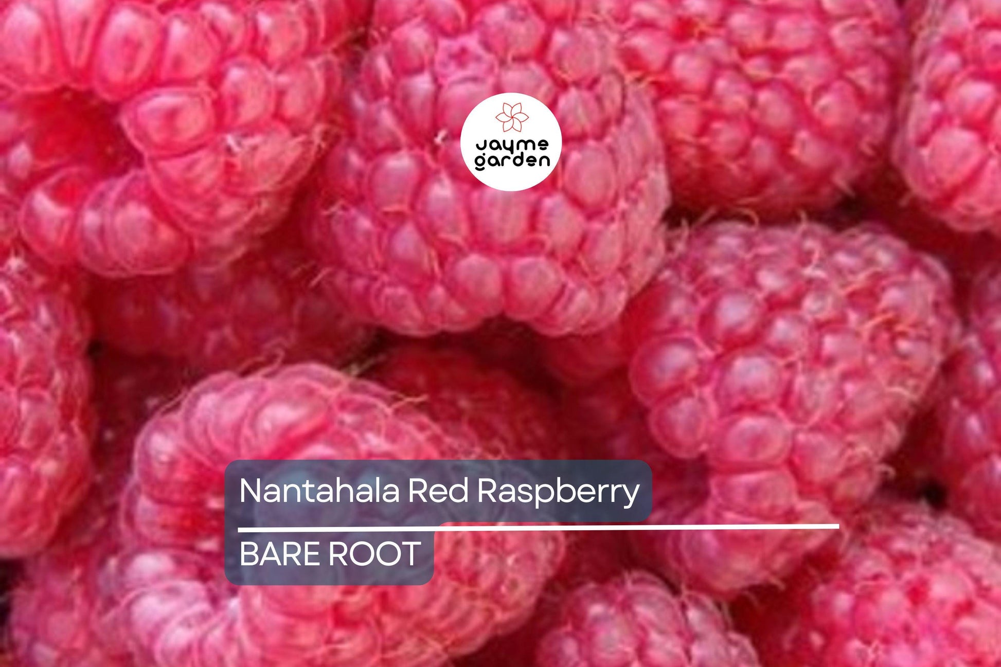 3 Nantahala Red Raspberry Plants – Bare Root, Cold-Hardy, Heavy-Yielding Fruit Bush for Zones 4-9