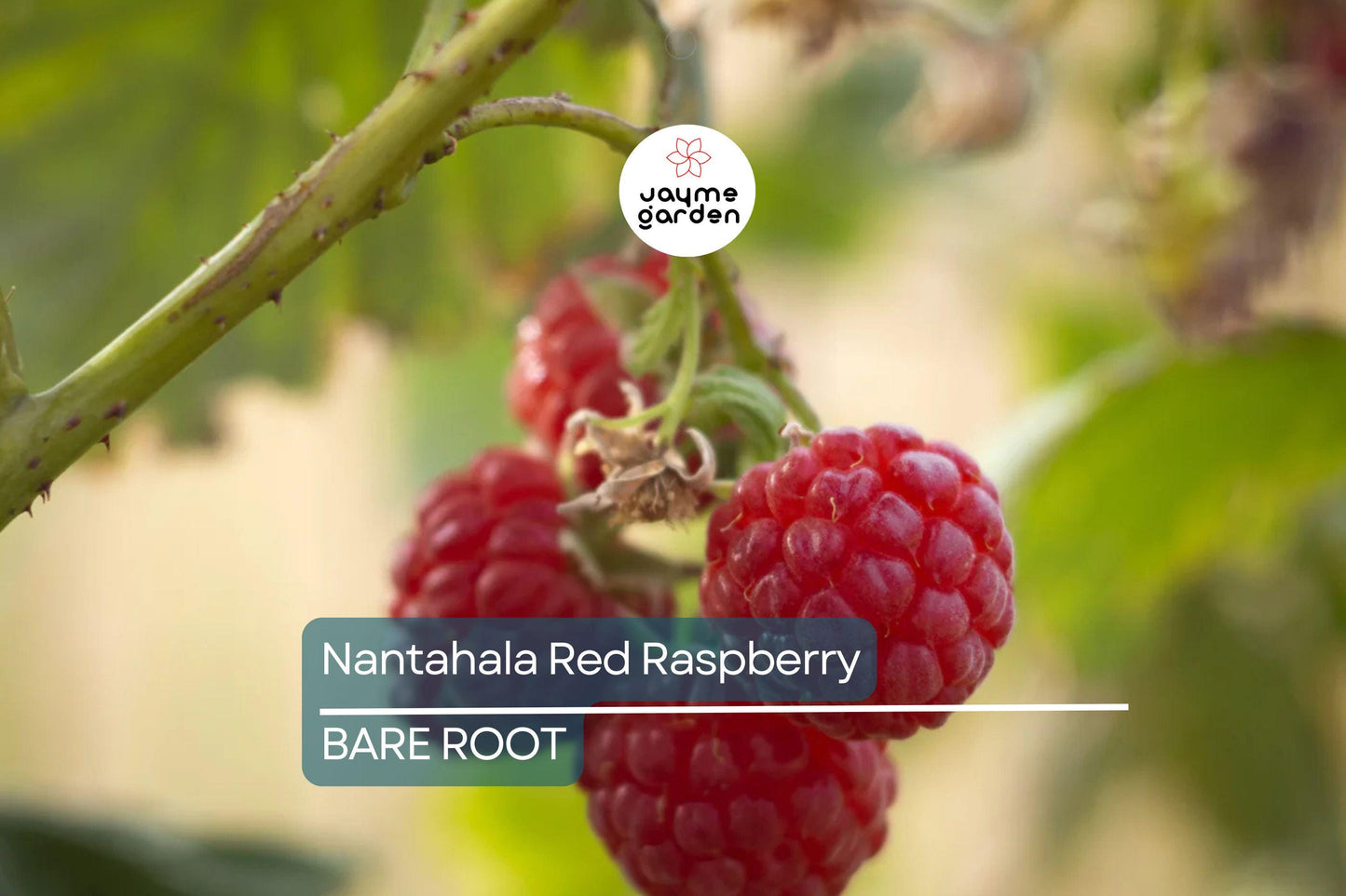 3 Nantahala Red Raspberry Plants – Bare Root, Cold-Hardy, Heavy-Yielding Fruit Bush for Zones 4-9