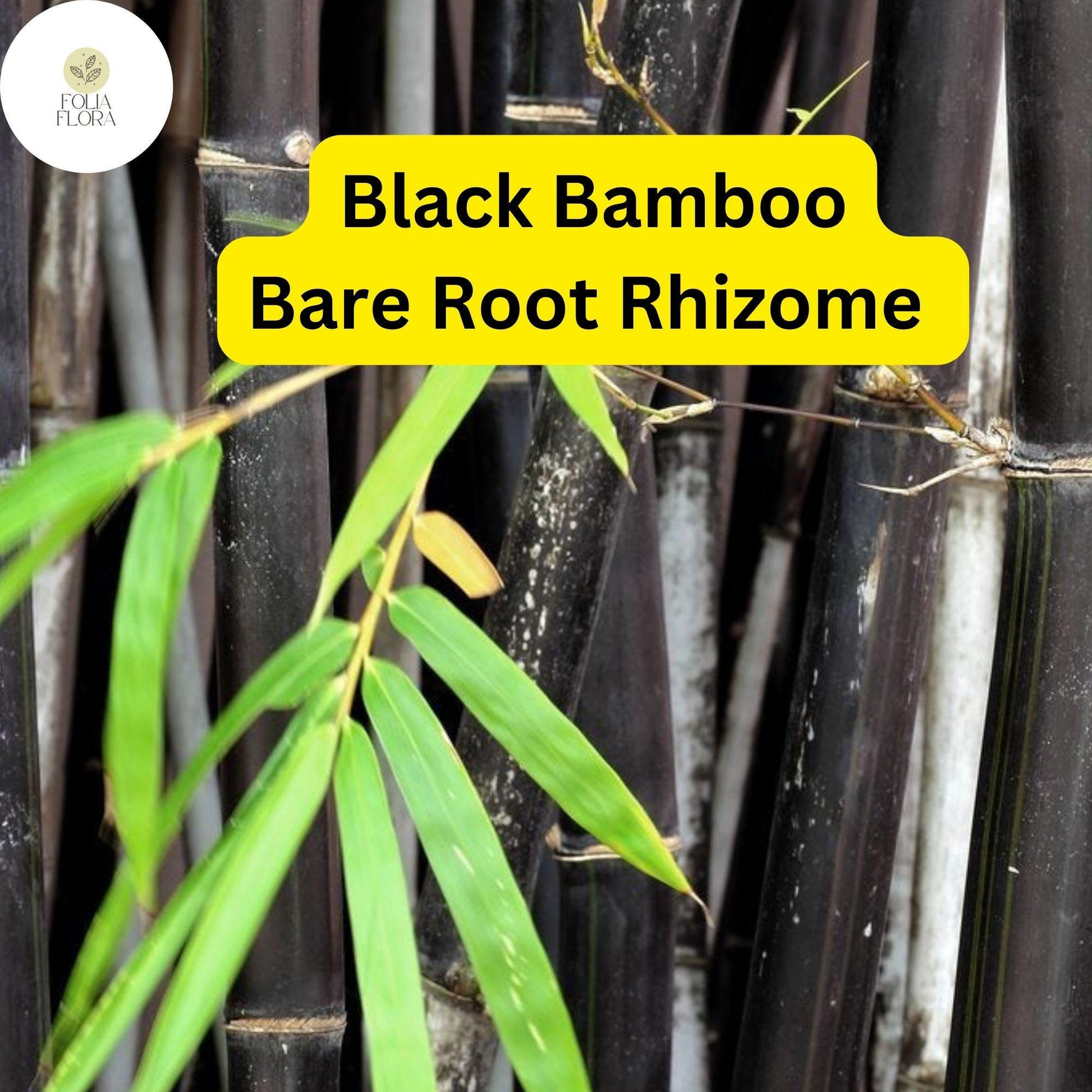 Black Bamboo Phyllostachys Nigra, Live Bare Root Plant (3 Fresh Rhizomes), Ornamental Privacy Screen