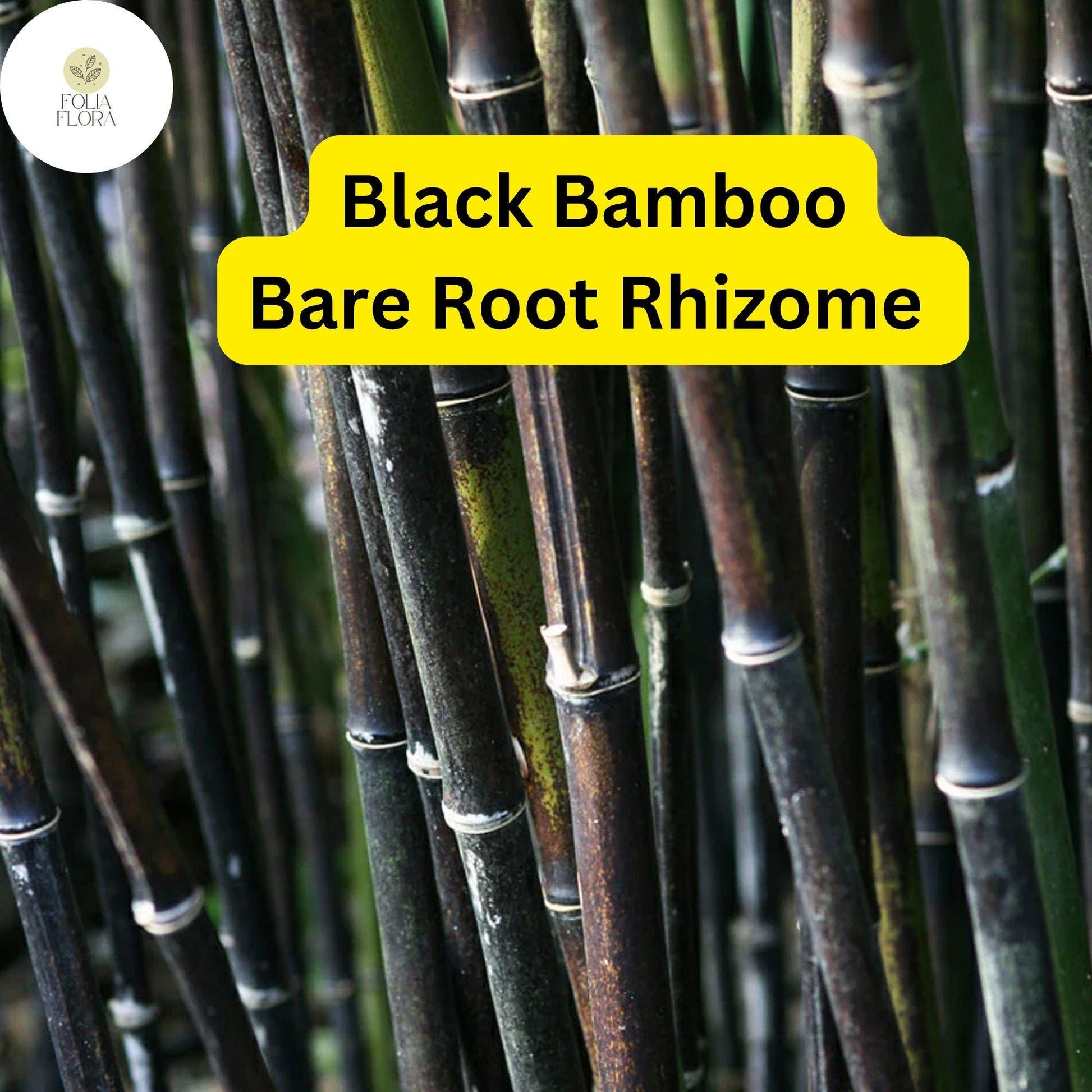 Black Bamboo Phyllostachys Nigra, Live Bare Root Plant (3 Fresh Rhizomes), Ornamental Privacy Screen