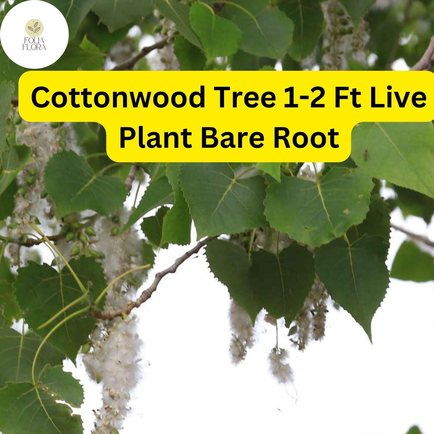 1 Live Plant Bare Root Cottonwood Tree 1-2 Feet, Populus deltoides, Super Fast-Growing Shade Tree