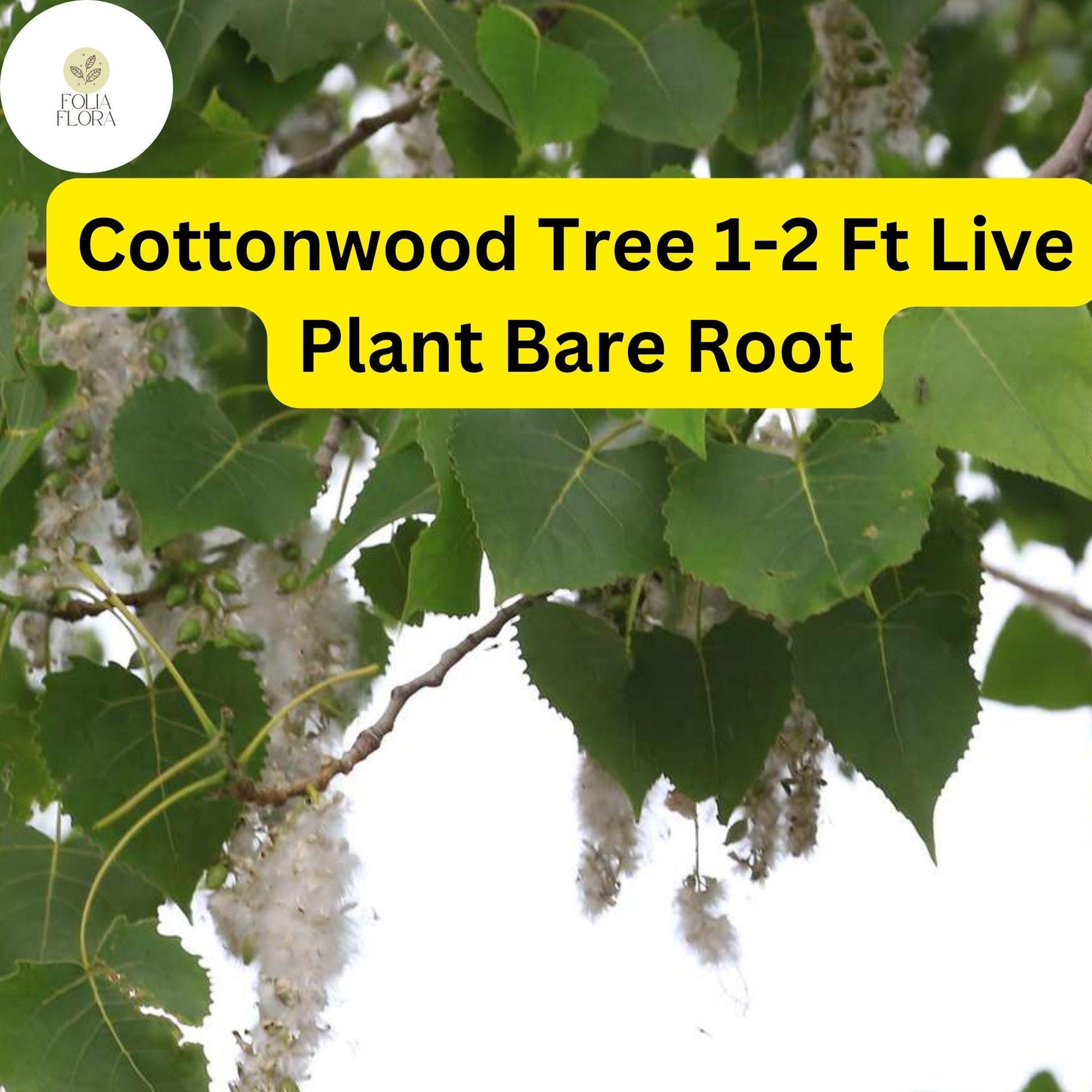 1 Live Plant Bare Root Cottonwood Tree 1-2 Feet, Populus deltoides, Super Fast-Growing Shade Tree