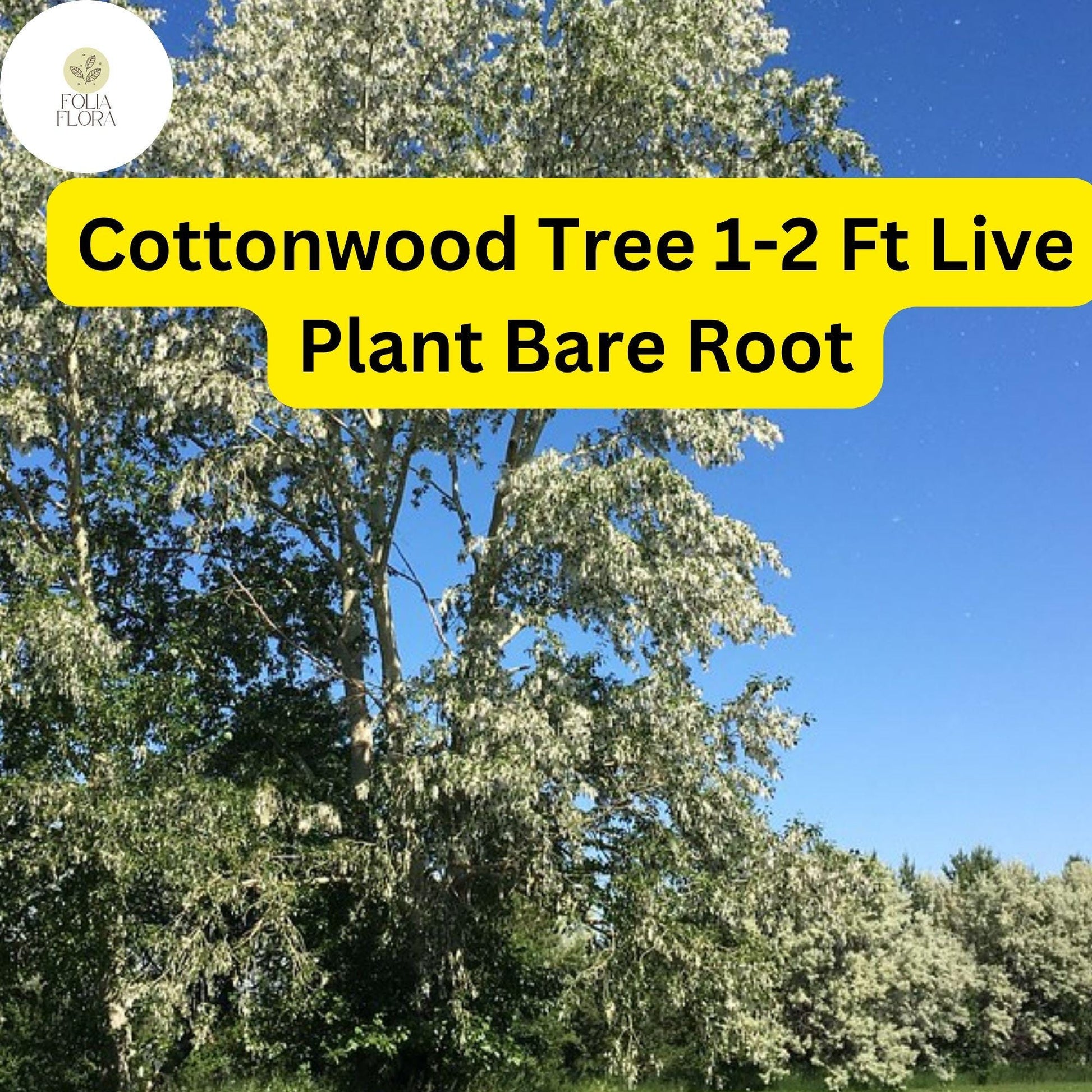 1 Live Plant Bare Root Cottonwood Tree 1-2 Feet, Populus deltoides, Super Fast-Growing Shade Tree