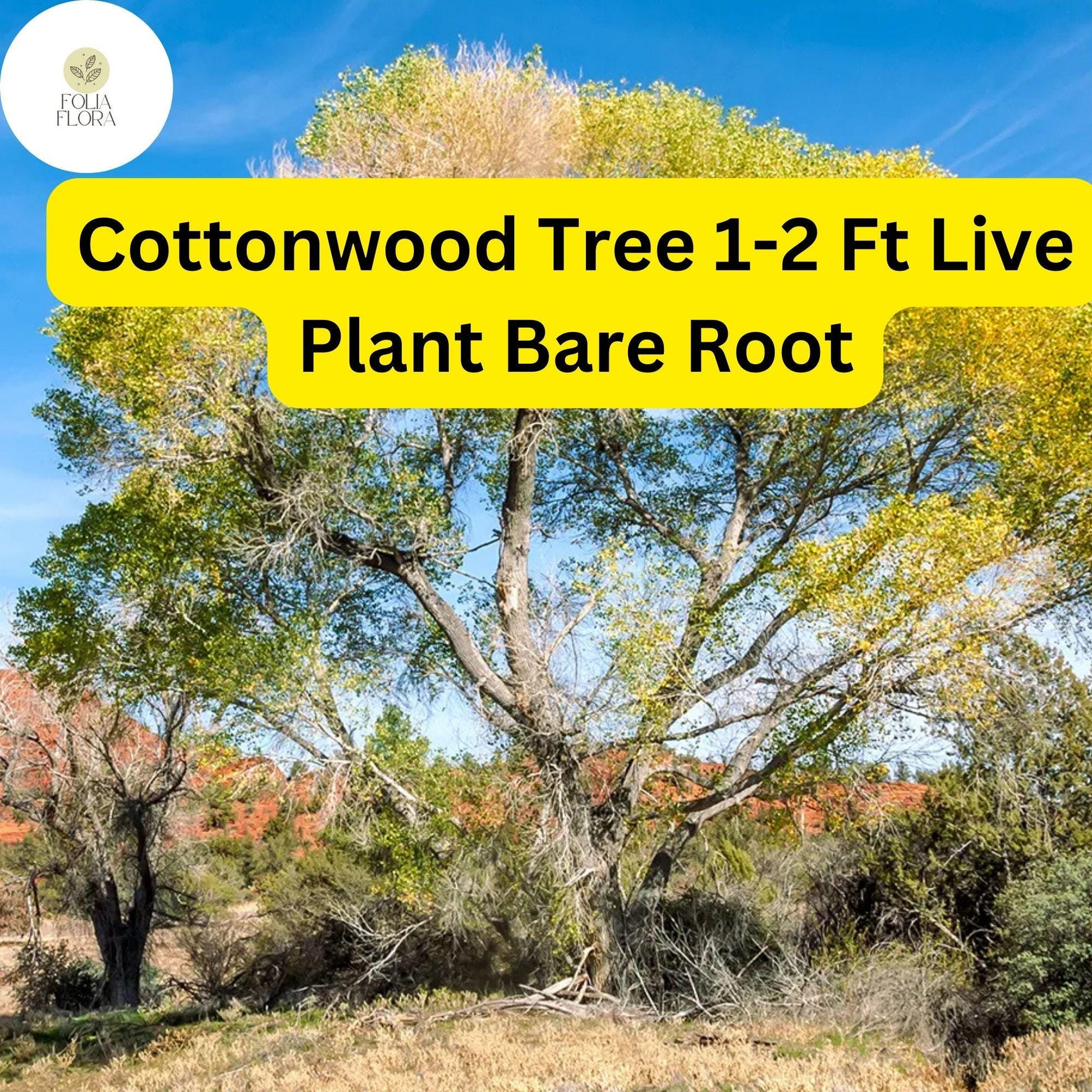 1 Live Plant Bare Root Cottonwood Tree 1-2 Feet, Populus deltoides, Super Fast-Growing Shade Tree