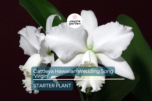 Cattleya Hawaiian Wedding Song 'Virgin' Orchid | Live Small Starter Plant | White Fall Blooms | Tropical Indoor/Outdoor