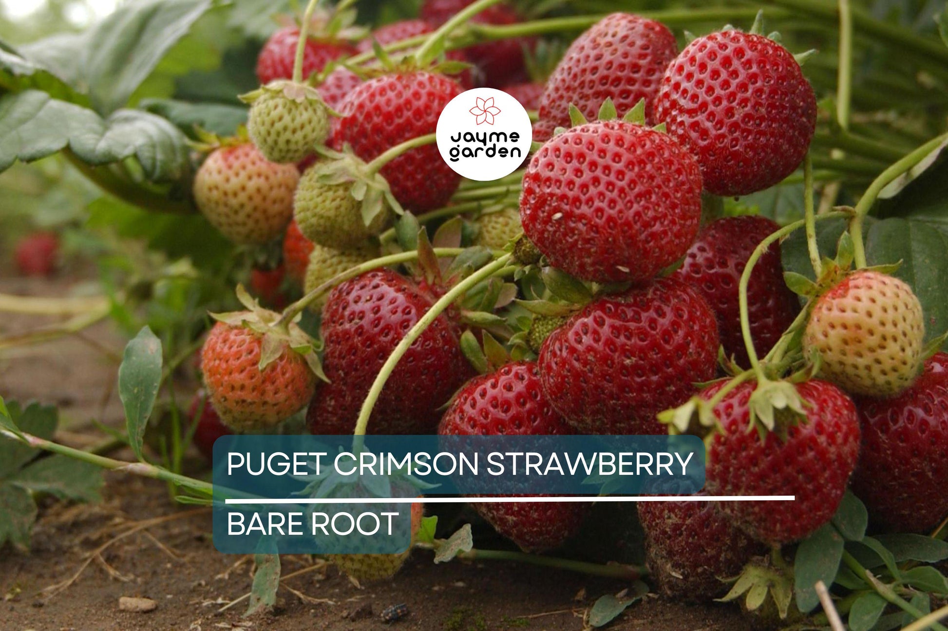 10 Puget Crimson Strawberry Plants - Bare Root | Large Berries | Sweet Flavor | High Yield | USDA Zones 6-10