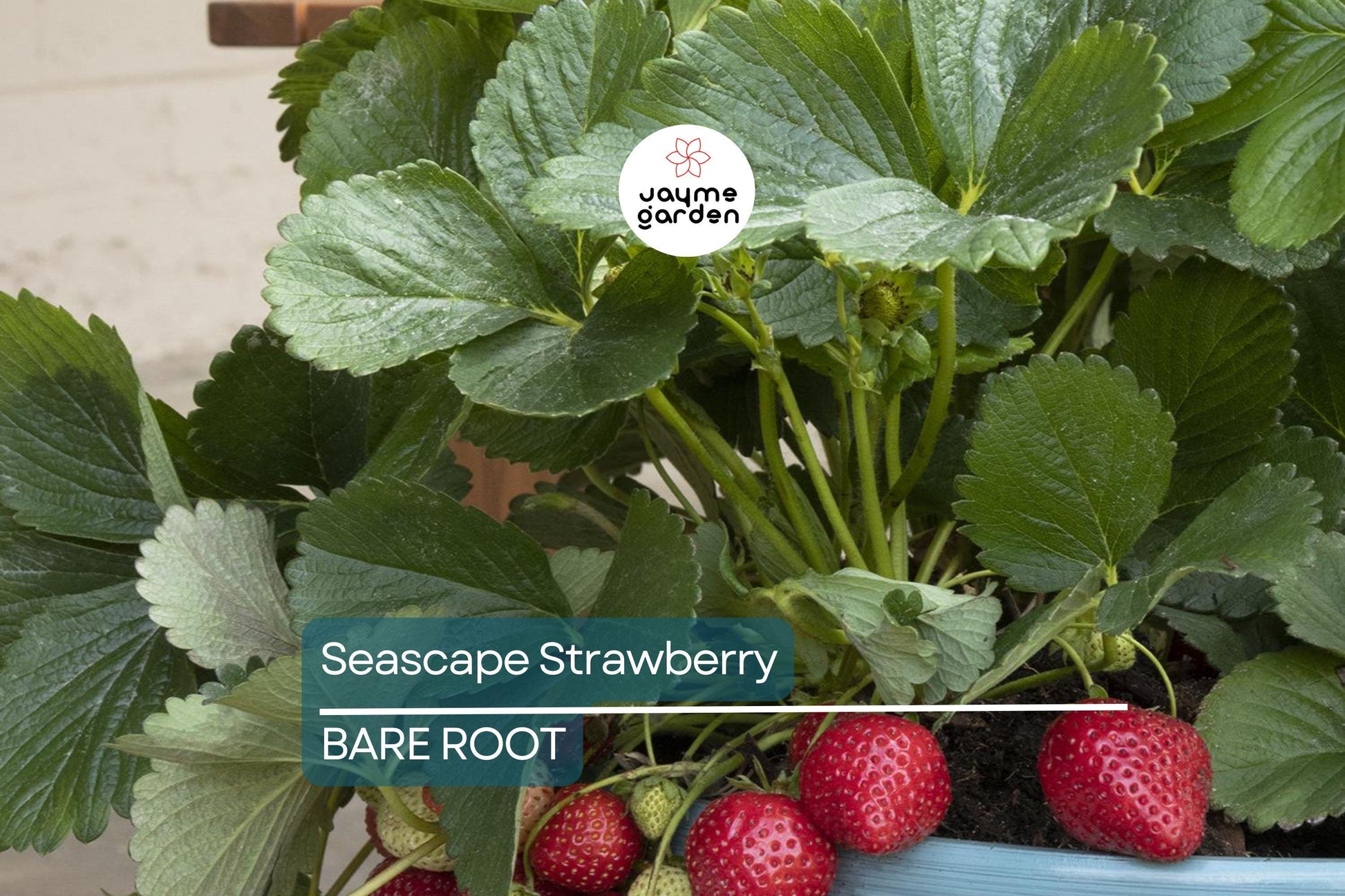 Seascape Strawberry Bareroot Plants | Everbearing | 10 Live Plants | Sweet & Juicy | USDA Zones 4-9 | High Yield and Disease Resistant