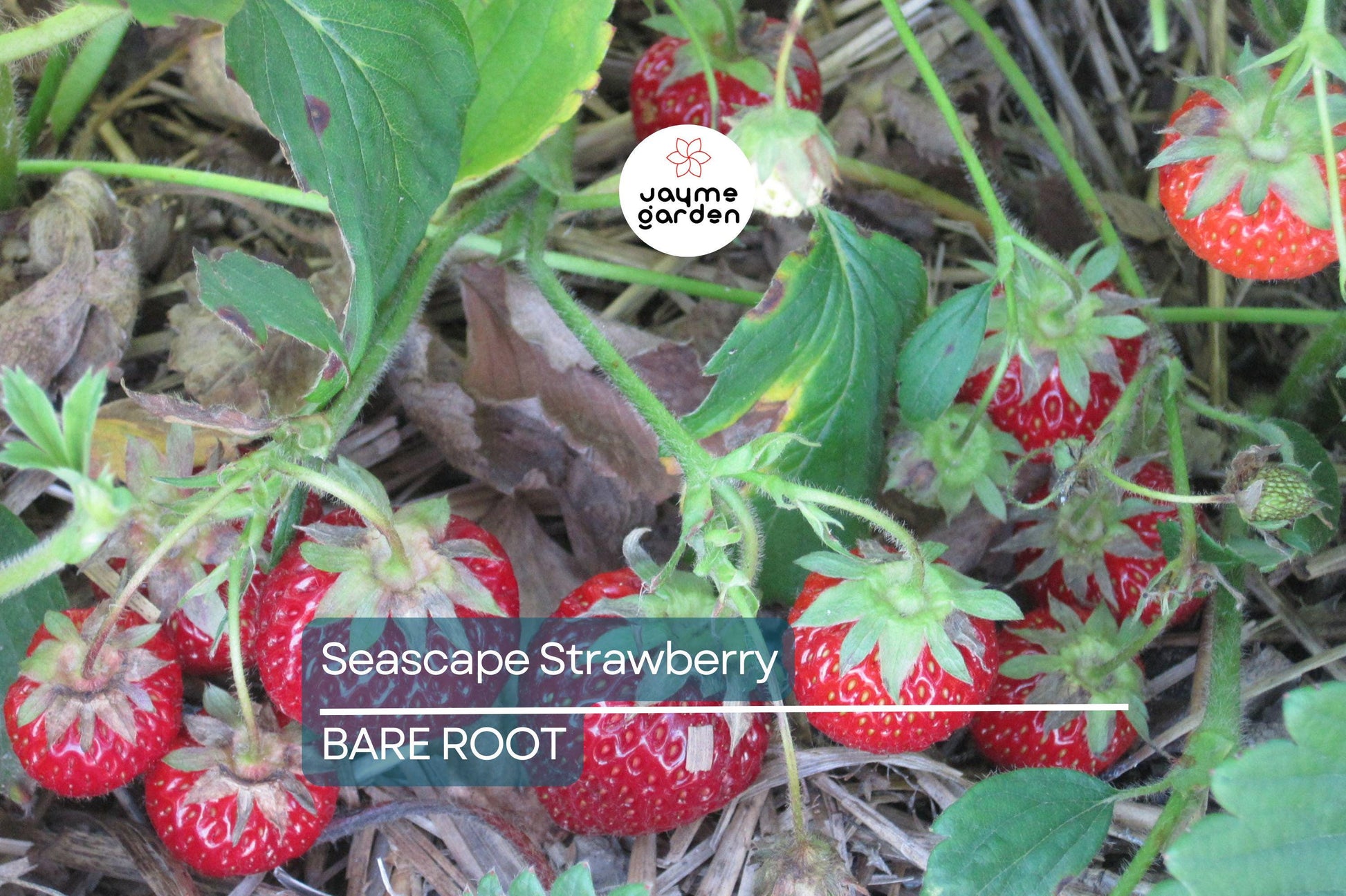 Seascape Strawberry Bareroot Plants | Everbearing | 10 Live Plants | Sweet & Juicy | USDA Zones 4-9 | High Yield and Disease Resistant