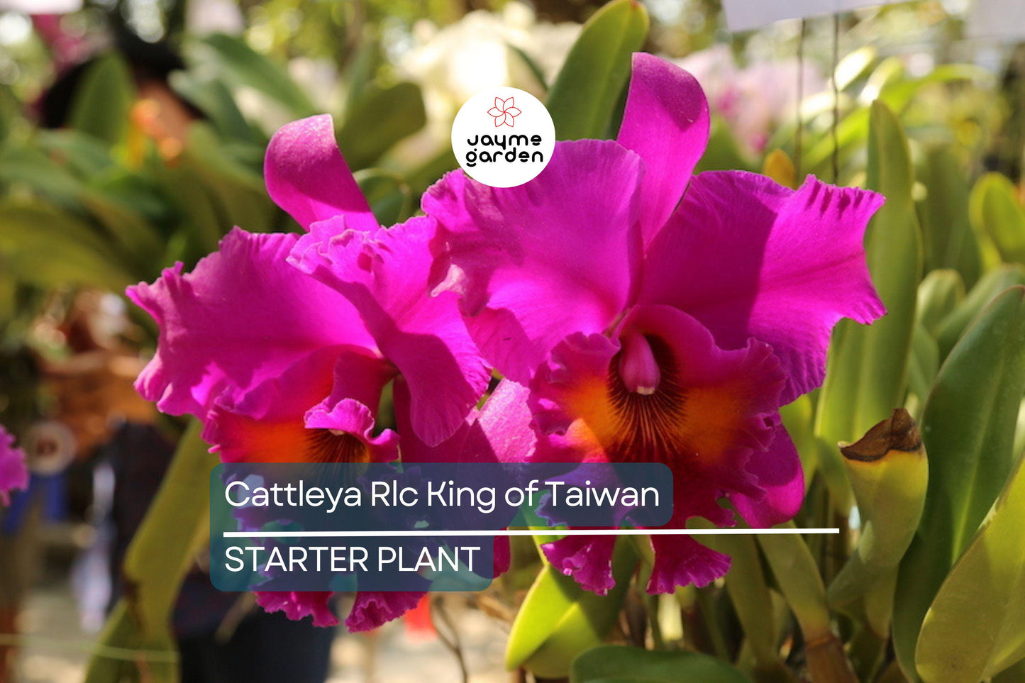 Cattleya Rlc King of Taiwan Orchid Small Seedling | Purple Blooms | Live Starter Plant | Tropical Potted for Indoor & Outdoor