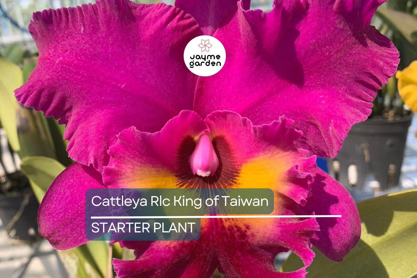 Cattleya Rlc King of Taiwan Orchid Small Seedling | Purple Blooms | Live Starter Plant | Tropical Potted for Indoor & Outdoor