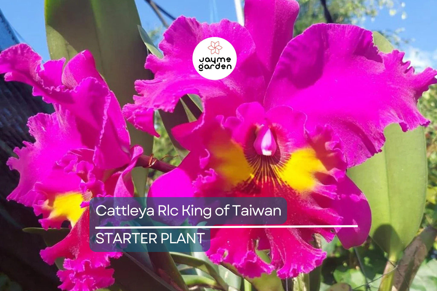 Cattleya Rlc King of Taiwan Orchid Small Seedling | Purple Blooms | Live Starter Plant | Tropical Potted for Indoor & Outdoor