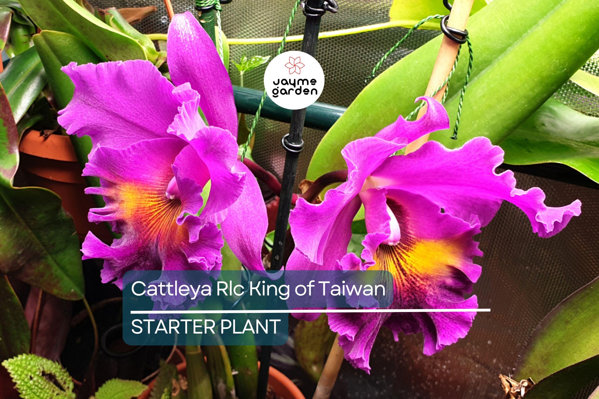 Cattleya Rlc King of Taiwan Orchid Small Seedling | Purple Blooms | Live Starter Plant | Tropical Potted for Indoor & Outdoor