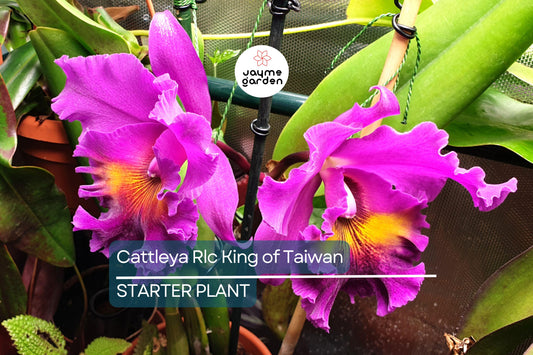 Cattleya Rlc King of Taiwan Orchid Small Seedling | Purple Blooms | Live Starter Plant | Tropical Potted for Indoor & Outdoor