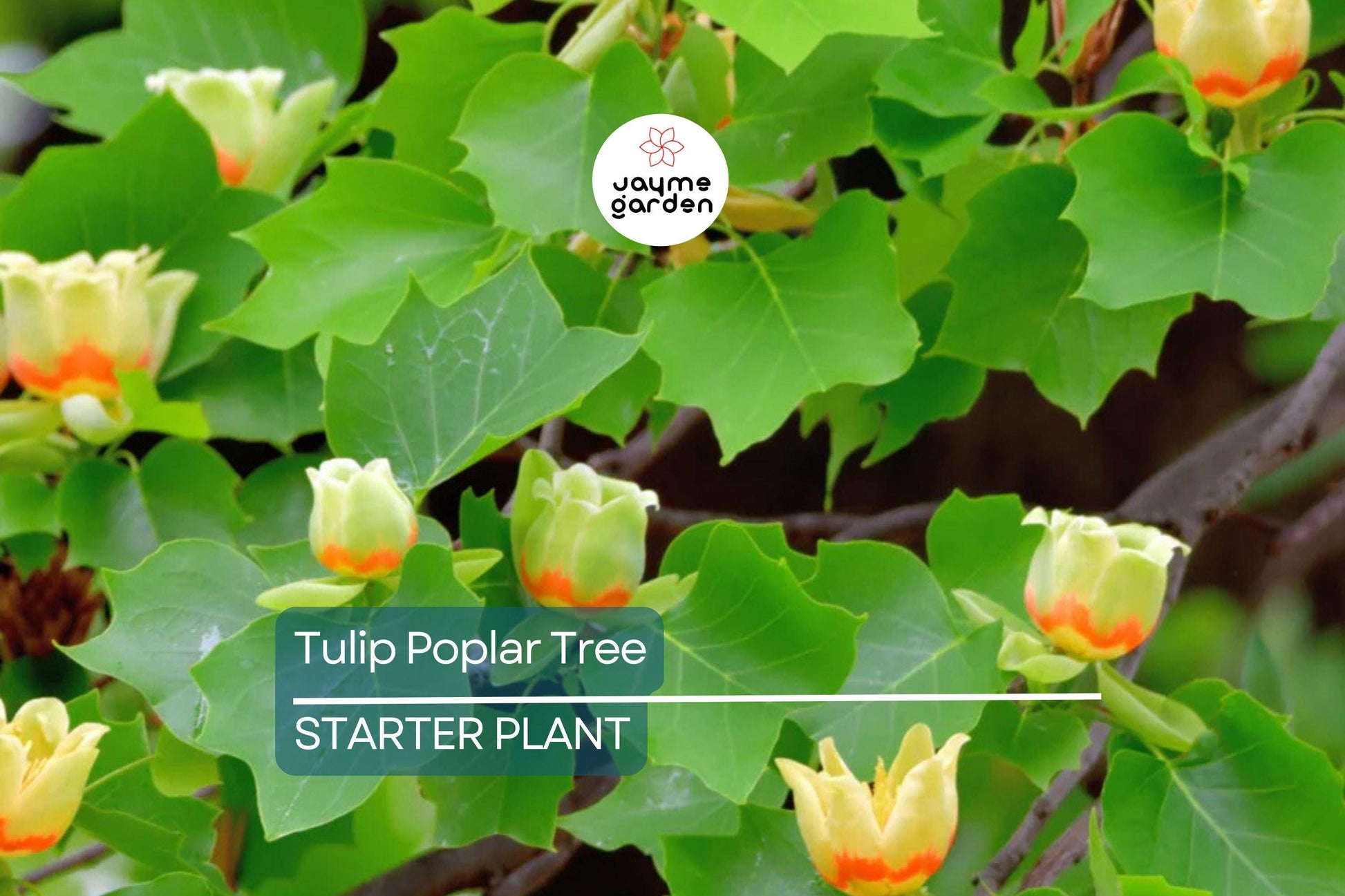 Tulip Poplar Tree Seedling for Planting | Live Liriodendron Tulipifera | Tallest Eastern Hardwood |