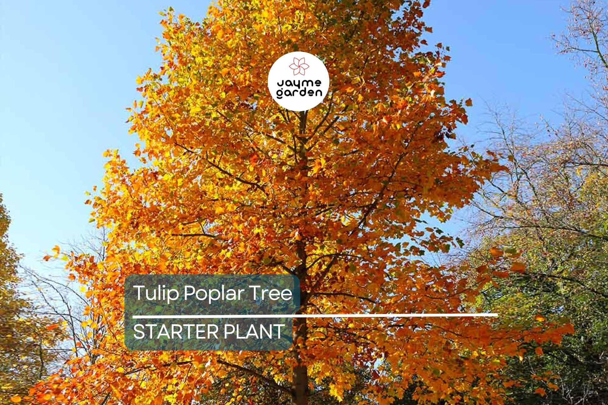 Tulip Poplar Tree Seedling for Planting | Live Liriodendron Tulipifera | Tallest Eastern Hardwood |