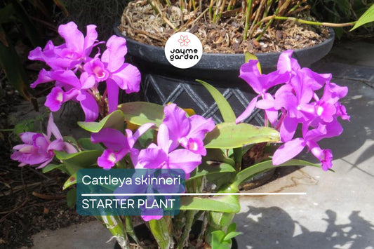 Cattleya Skinneri 3N Pink Live Orchid Seedling | National Flower of Costa Rica | 2" Pot | Rare Pink-to-Light Purple Blooms