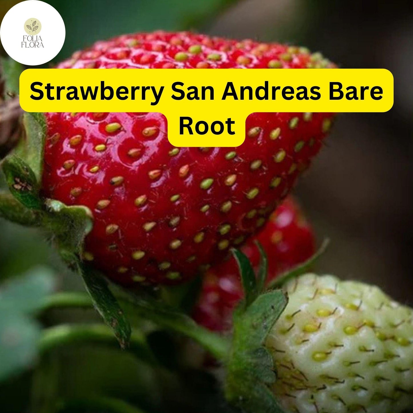 12 Bare Root Everbearing Strawberry Plants "San Andreas" for Zones 4-9