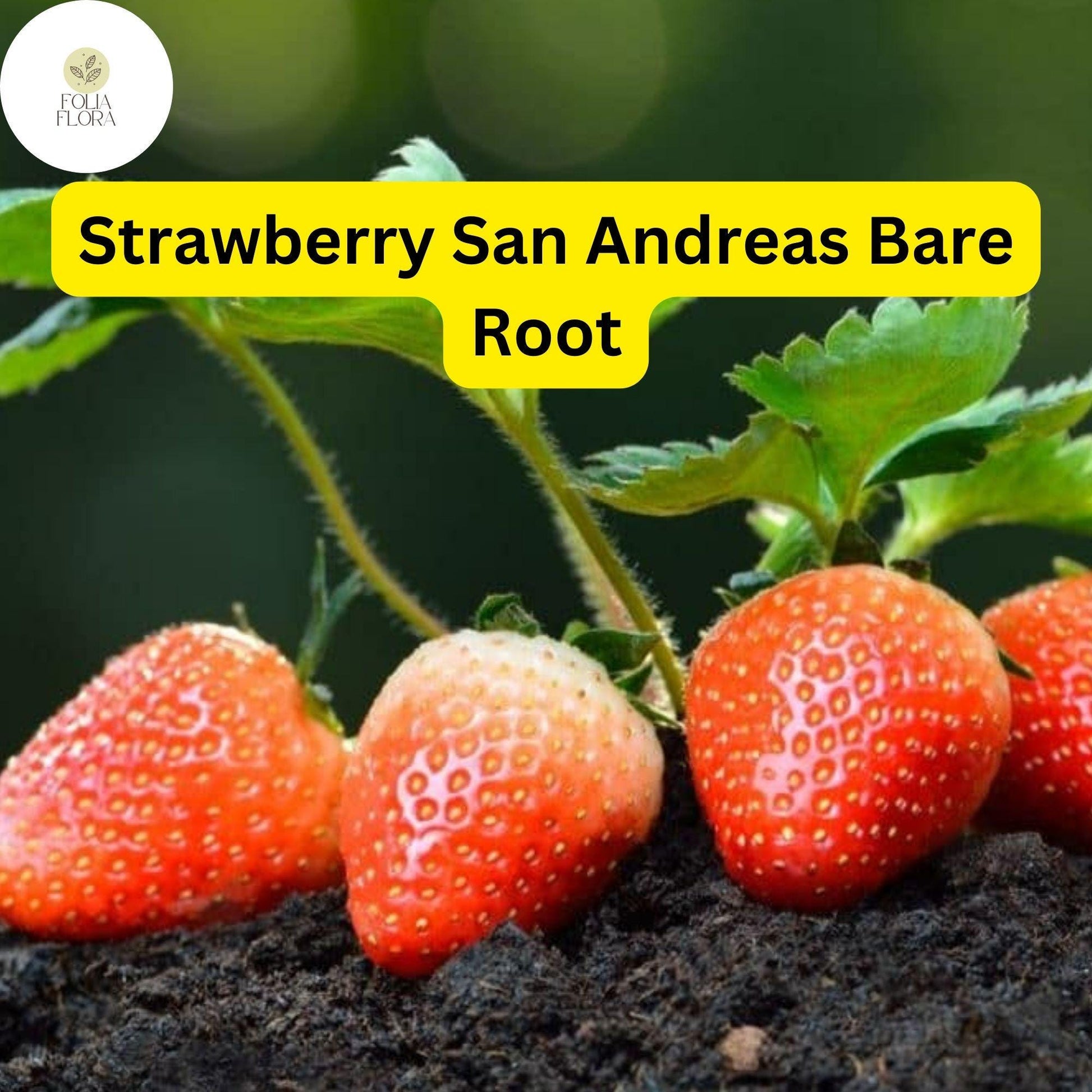 12 Bare Root Everbearing Strawberry Plants "San Andreas" for Zones 4-9