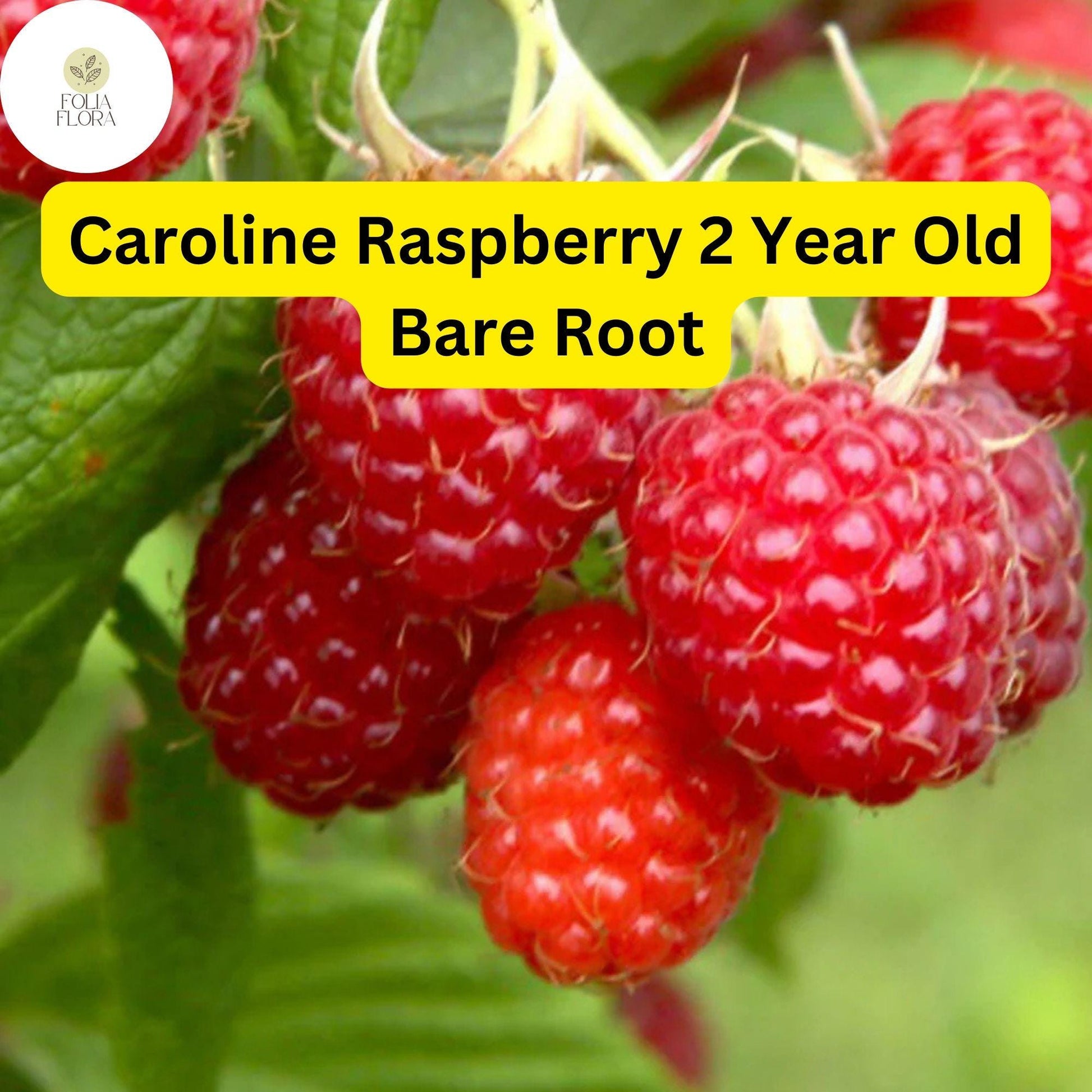 Caroline Raspberry Plants - 2-Year-Old Bare Root Canes, Large Sweet Berries