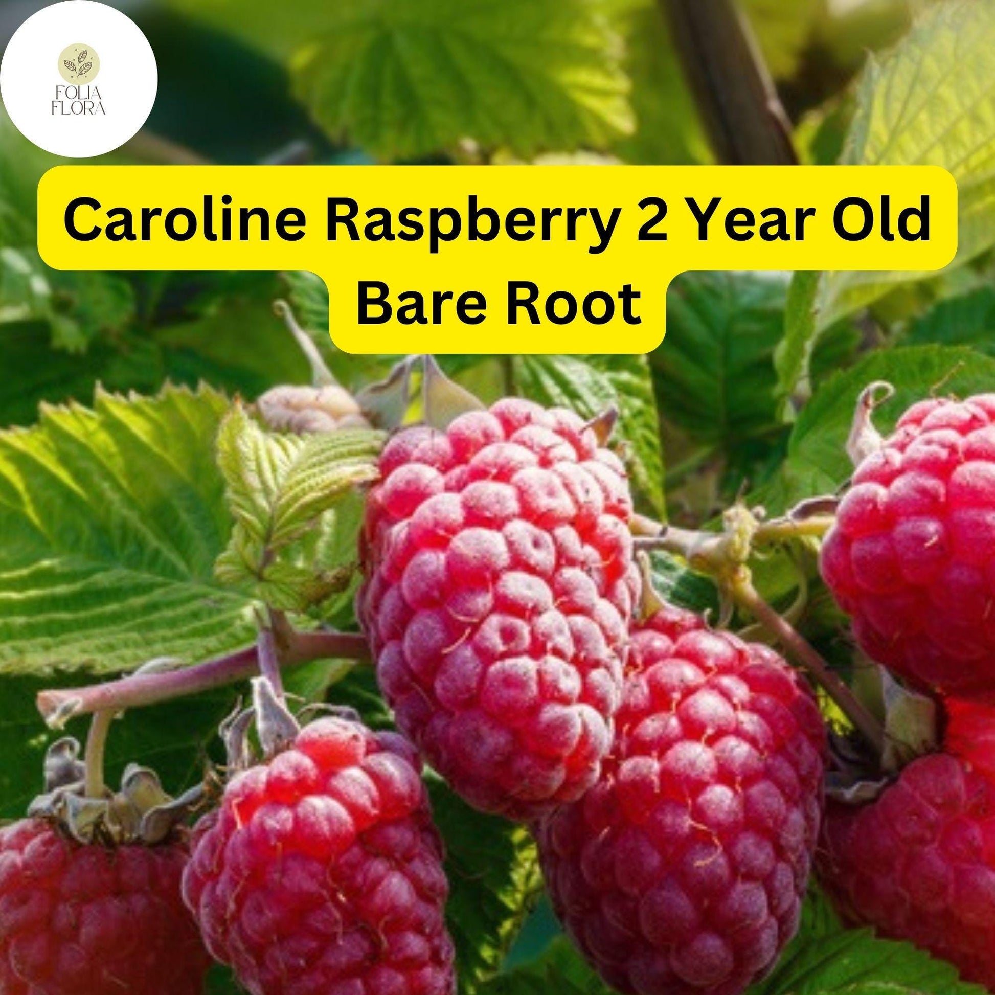 Caroline Raspberry Plants - 2-Year-Old Bare Root Canes, Large Sweet Berries