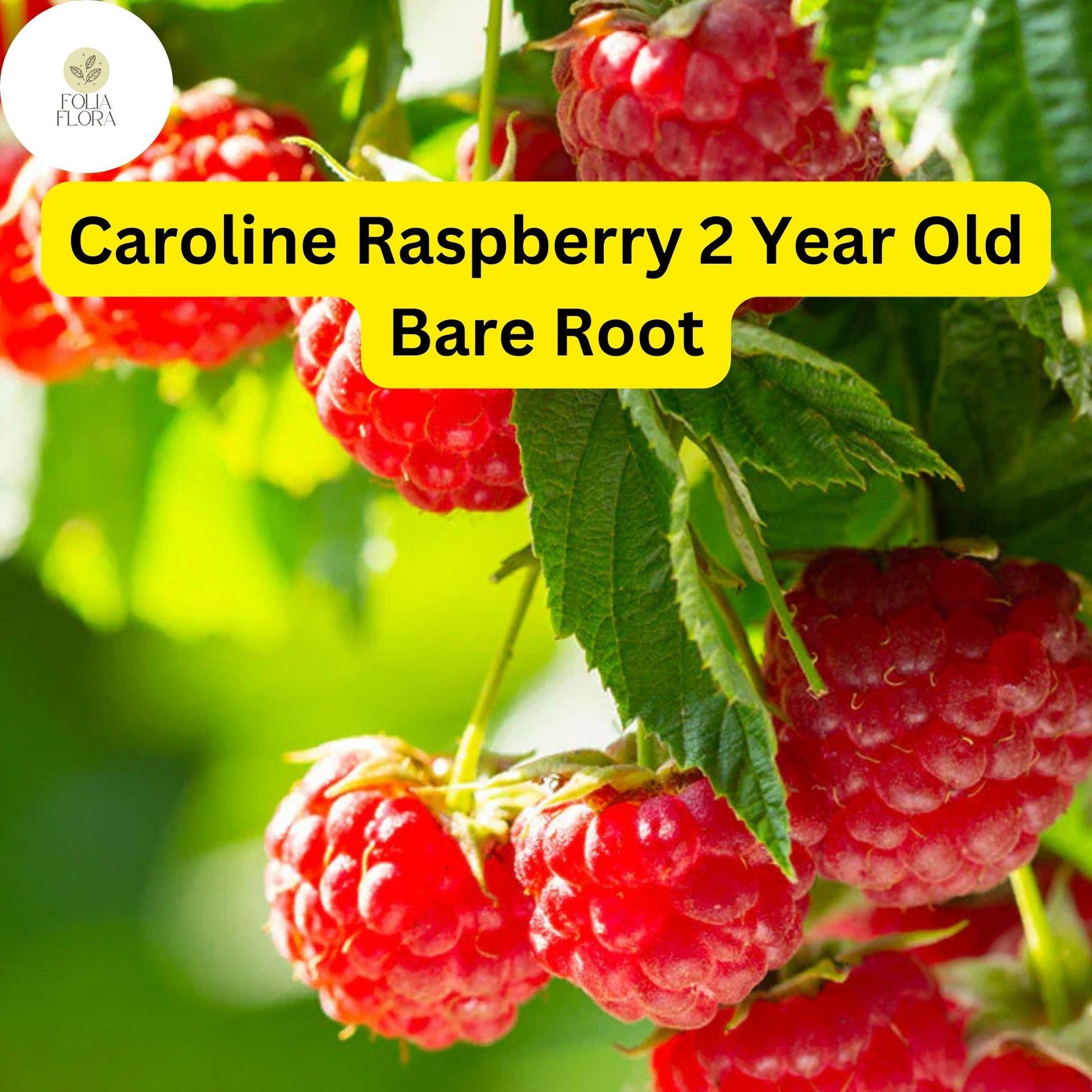 Caroline Raspberry Plants - 2-Year-Old Bare Root Canes, Large Sweet Berries