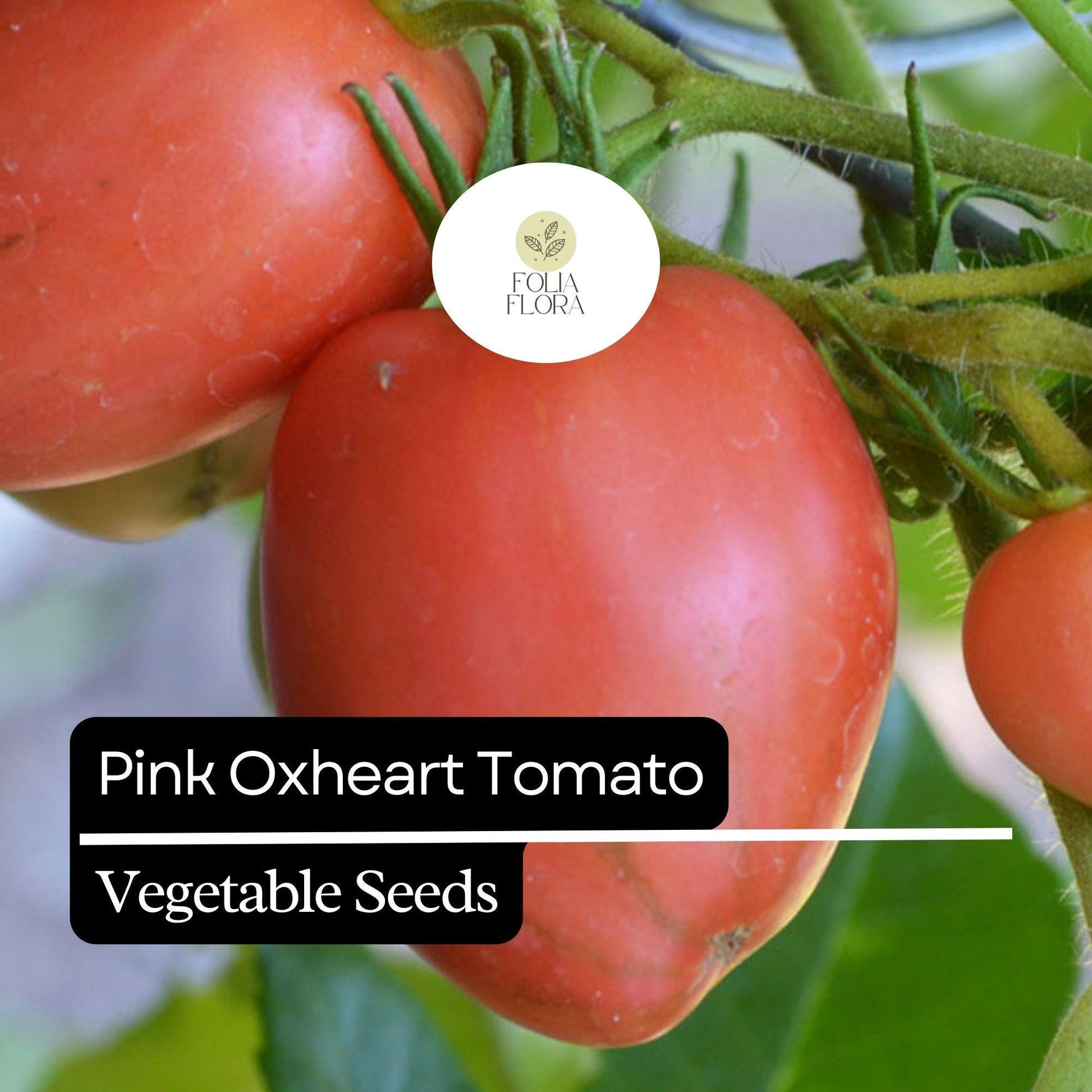 30 Pink Oxheart Tomato Seeds (Solanum lycopersicum) – Heirloom, Non-GMO, Large Juicy Tomatoes, Rich Flavor
