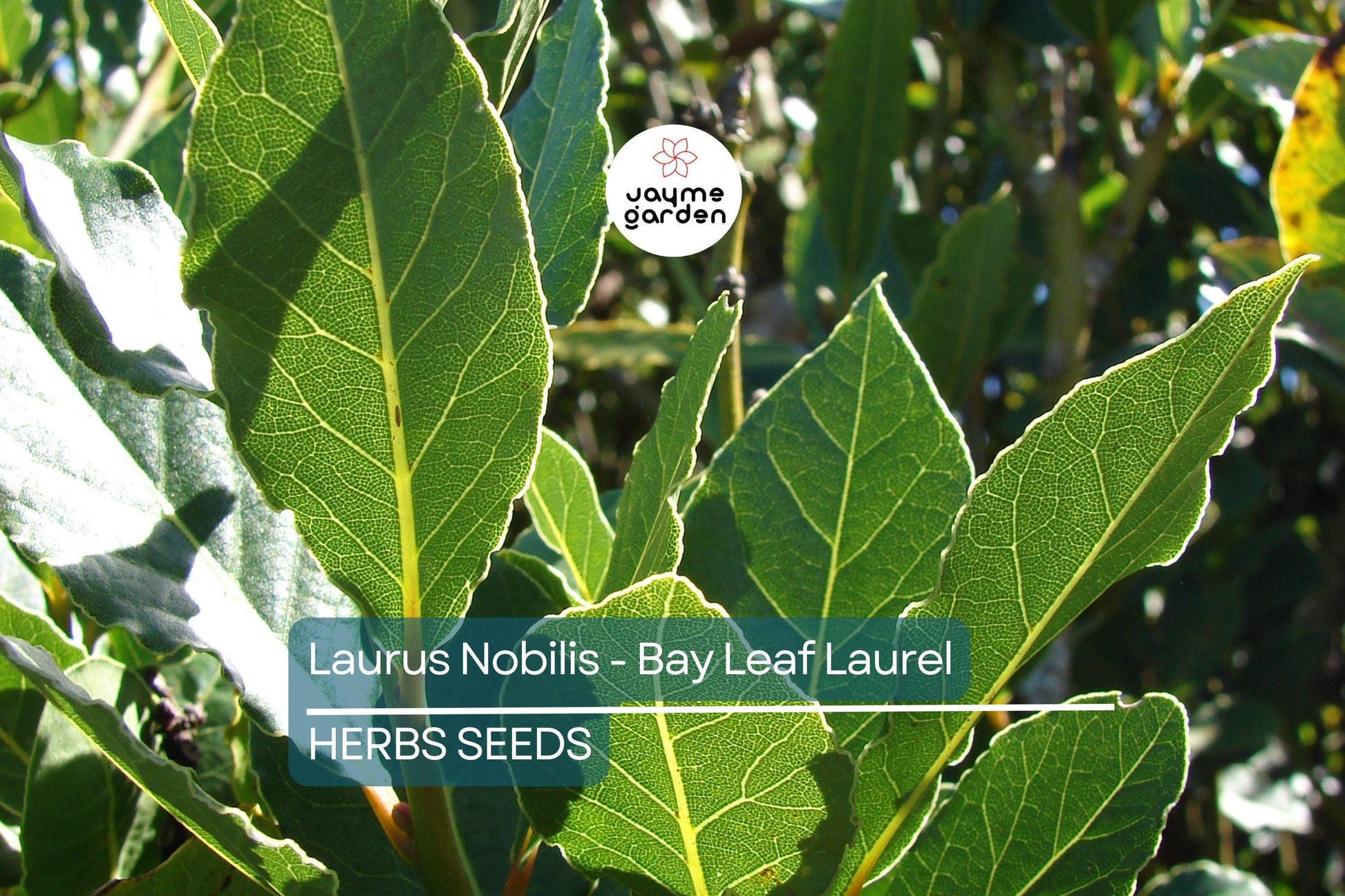 5 Laurus Nobilis Bay Leaf Laurel Seeds - Rare Tropical Tree, USA Seller, Aromatic Evergreen