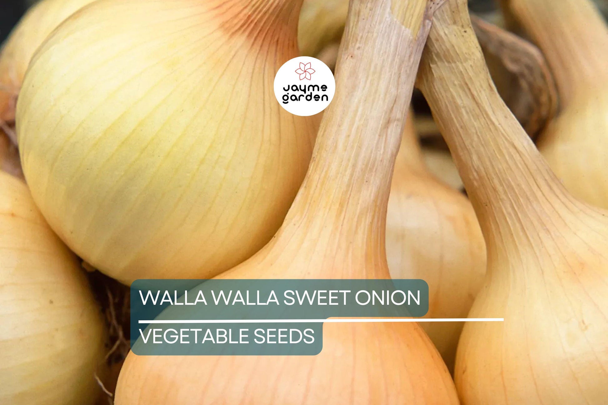 1000 Walla Walla Sweet Onion Seeds – Heirloom, Non-GMO | USA Seller, 