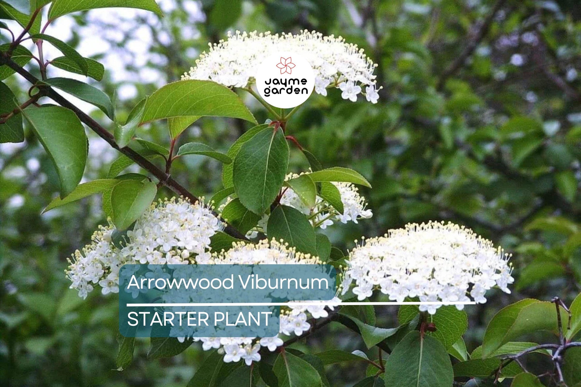 Arrowwood Viburnum Bush | Live Bare Root Plant | Fast-Growing Wildlife Habitat with White Flowers & Edible Blue-Black Fruits