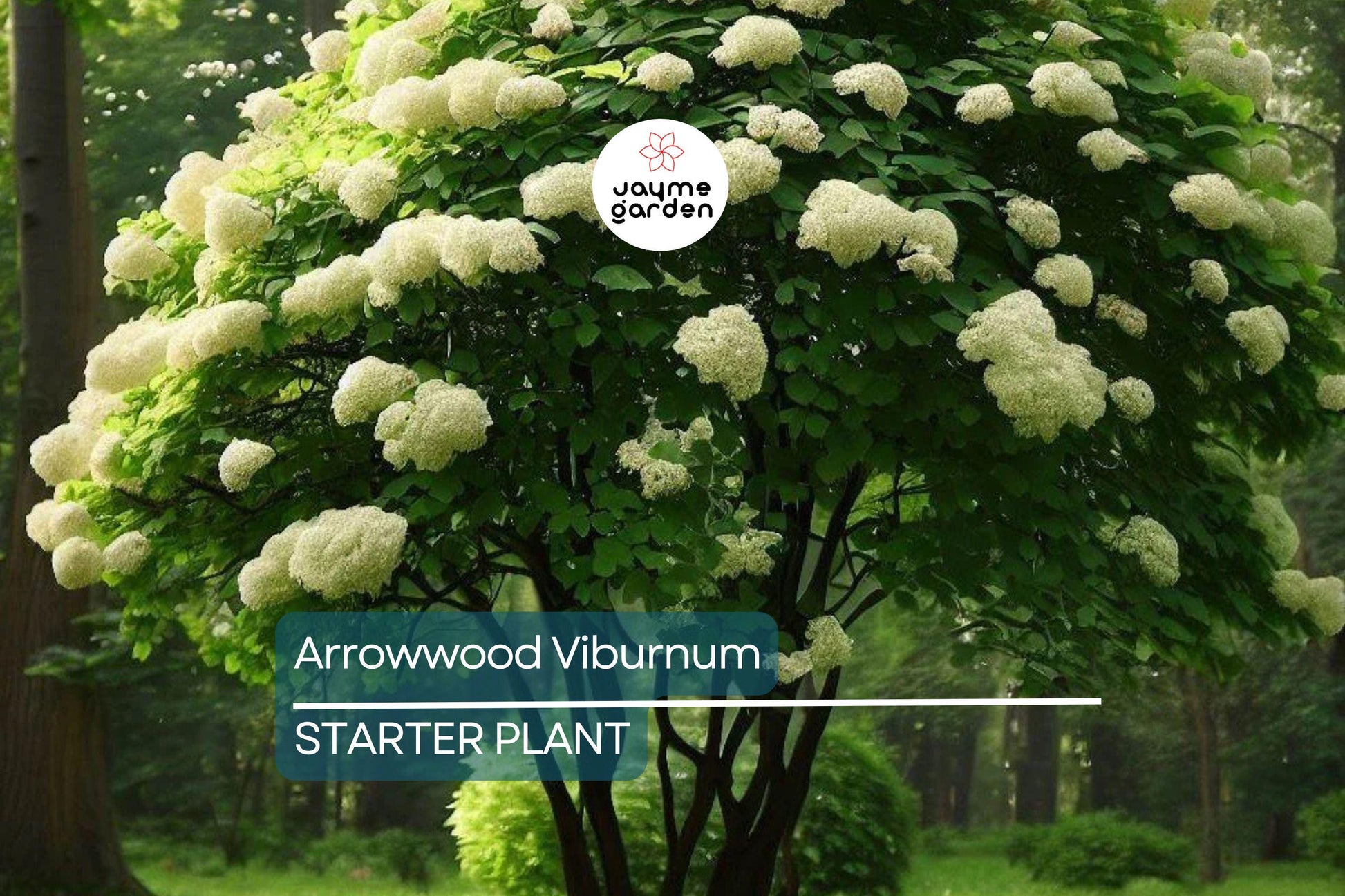 Arrowwood Viburnum Bush | Live Bare Root Plant | Fast-Growing Wildlife Habitat with White Flowers & Edible Blue-Black Fruits