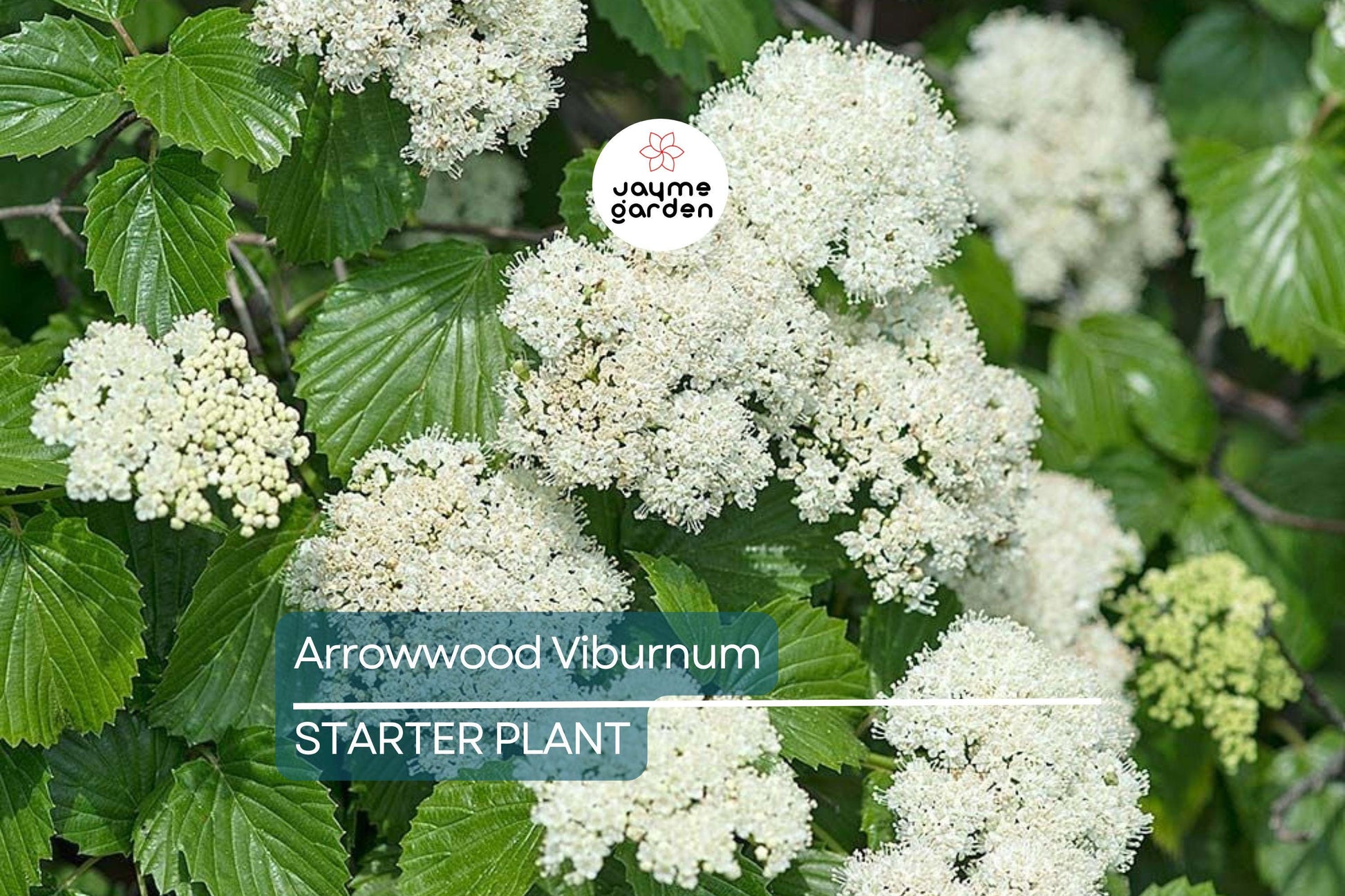 Arrowwood Viburnum Bush | Live Bare Root Plant | Fast-Growing Wildlife Habitat with White Flowers & Edible Blue-Black Fruits