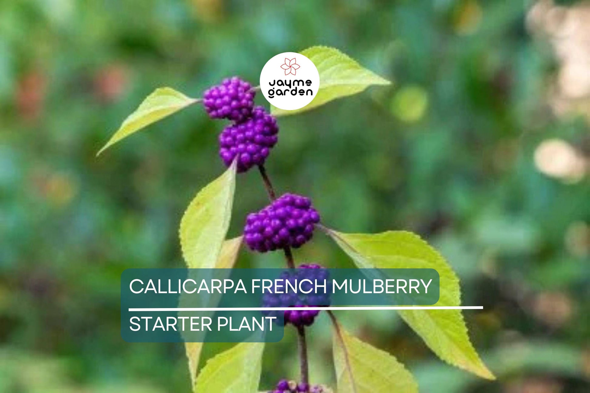 Live Purple American Beautyberry (Callicarpa) Bush | 1-2 ft Starter Plant | Edible Berries, Wildlife Attractant, Drought-Tolerant