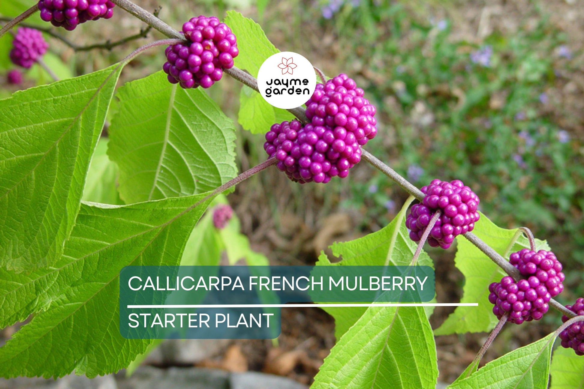 Live Purple American Beautyberry (Callicarpa) Bush | 1-2 ft Starter Plant | Edible Berries, Wildlife Attractant, Drought-Tolerant