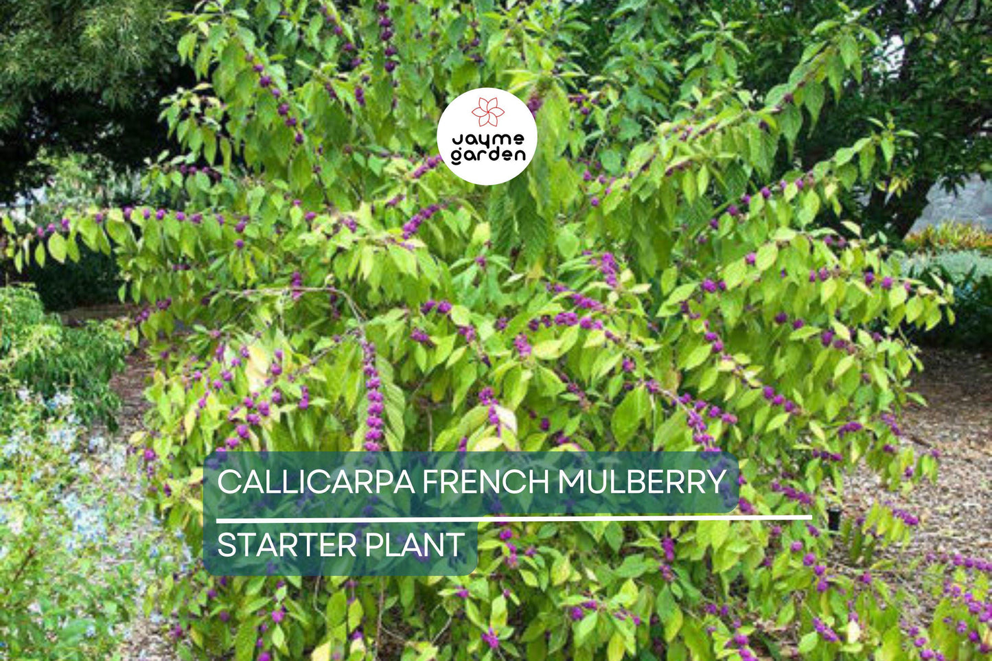 Live Purple American Beautyberry (Callicarpa) Bush | 1-2 ft Starter Plant | Edible Berries, Wildlife Attractant, Drought-Tolerant
