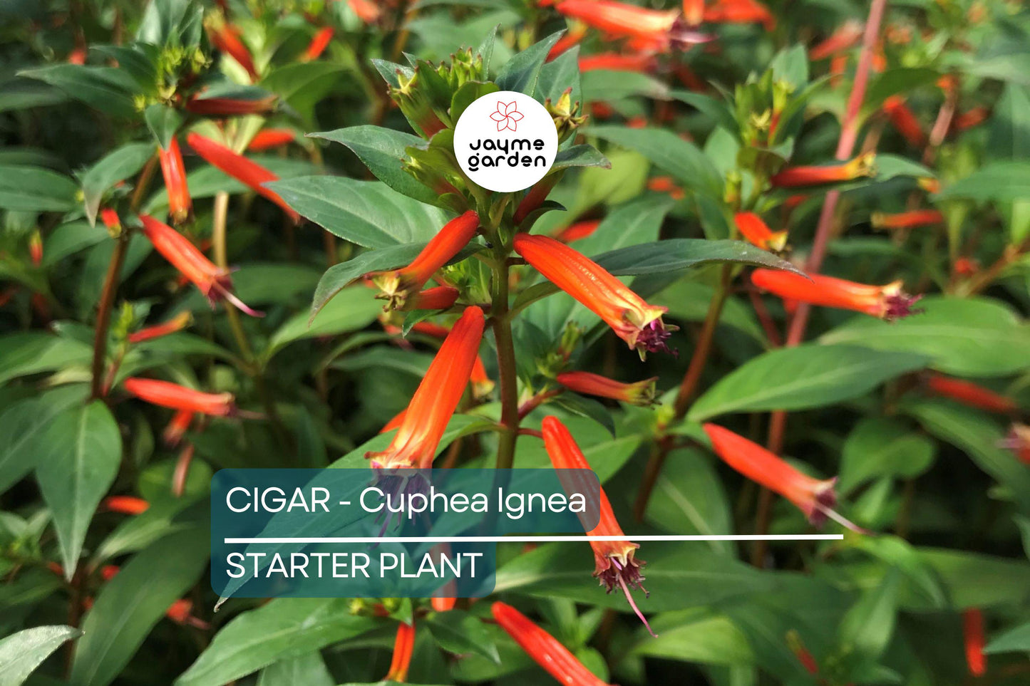 Cigar Plant (Cuphea Ignea) Starter Plant | Hummingbird & Butterfly Magnet | Live Seedling Grown in the USA