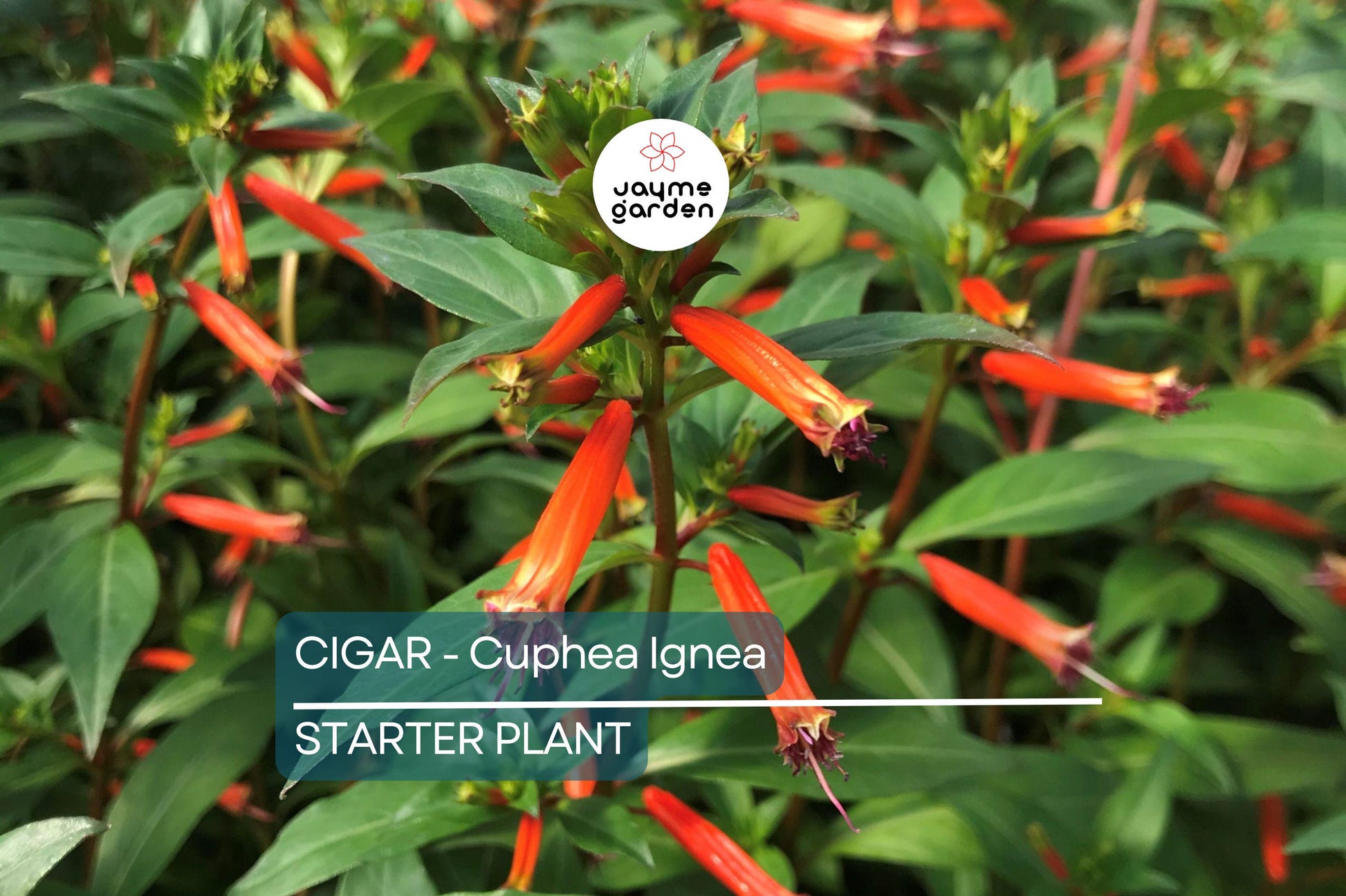 Cigar Plant (Cuphea Ignea) Starter Plant | Hummingbird & Butterfly Magnet | Live Seedling Grown in the USA