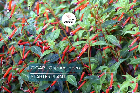 Cigar Plant (Cuphea Ignea) Starter Plant | Hummingbird & Butterfly Magnet | Live Seedling Grown in the USA