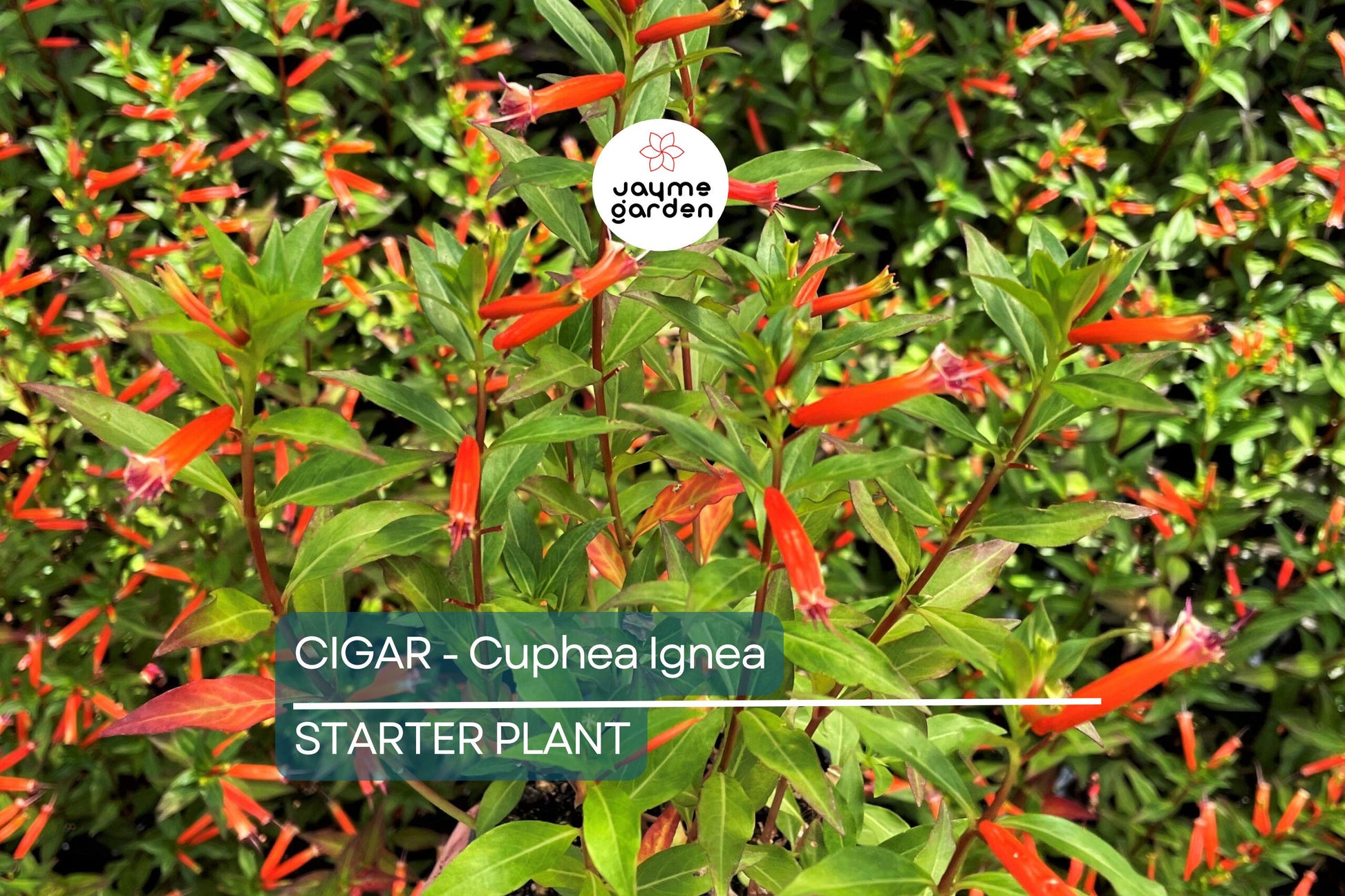 Cigar Plant (Cuphea Ignea) Starter Plant | Hummingbird & Butterfly Magnet | Live Seedling Grown in the USA