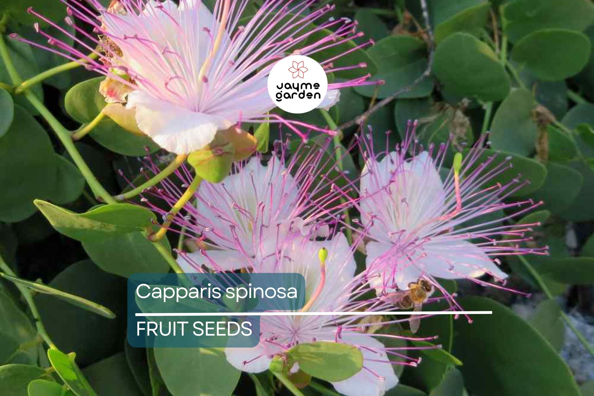 50 Caper Seeds (Capparis spinosa) - Non-GMO | Grow Your Own Caper Bush | Edible Buds & Berries | Perennial Herb | 