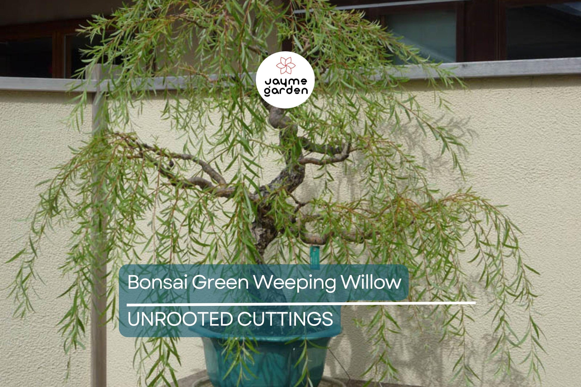 Green Weeping Willow Bonsai Tree Cutting | Thick Trunk | Fast Growing & Easy DIY Gift | Perfect for Beginners and Enthusiasts